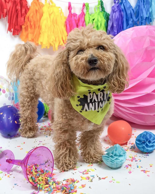 Spring Pawlished Feature