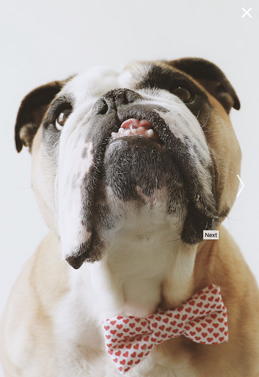 @girlplusbulldogs Blog Feature