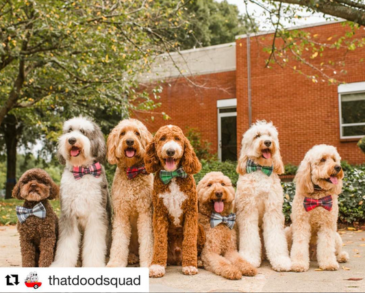 National Bow Tie Day