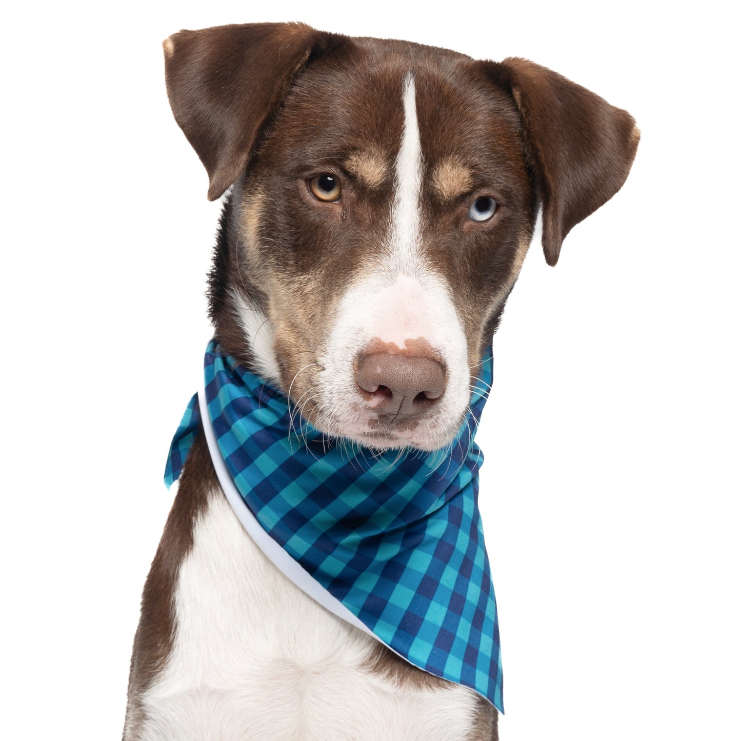 AQUA AND NAVY PLAID - TRIANGLE DOG BANDANA BY DAPPER DEXTER