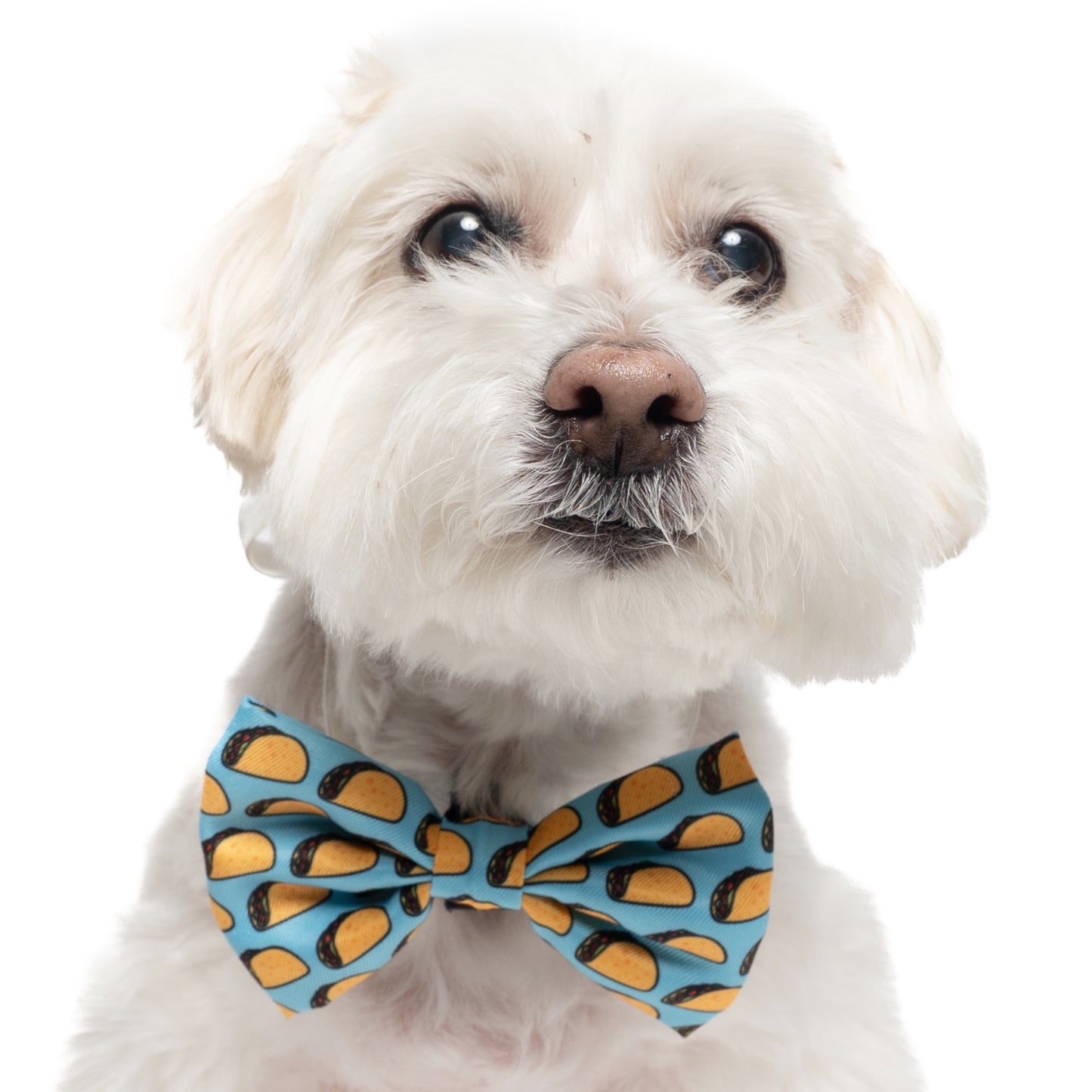 TACOS - BOW TIE