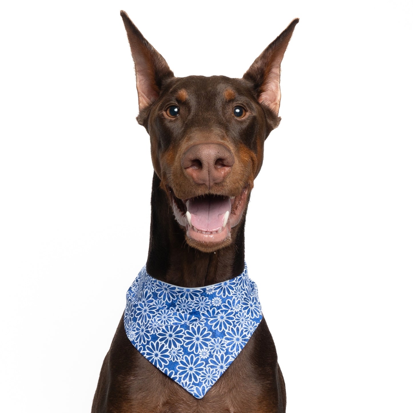 INDIGO FLORAL - CLASSIC DOG BANDANA