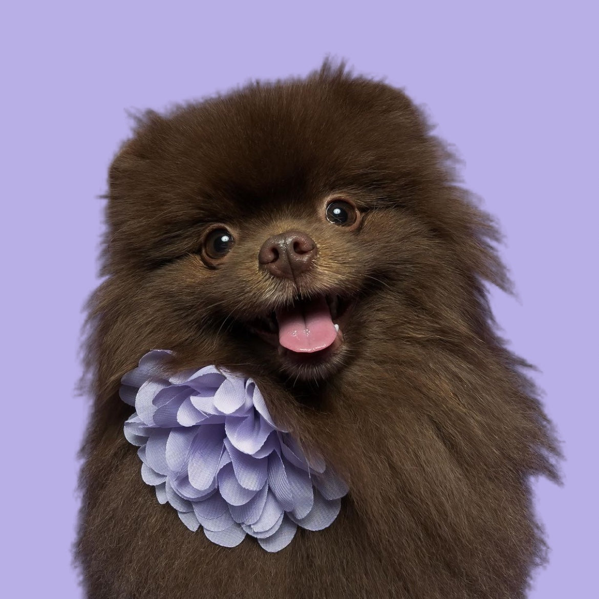 LAVENDER - COLLAR FLOWER