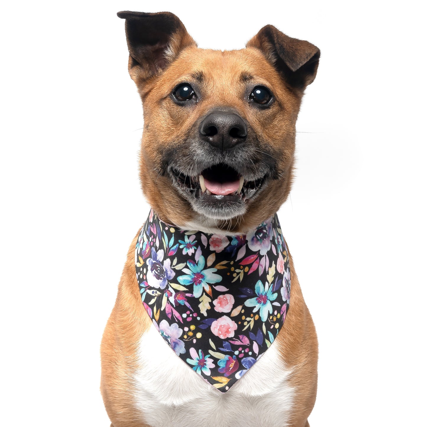 MIDNIGHT FLORAL - CLASSIC DOG BANDANA