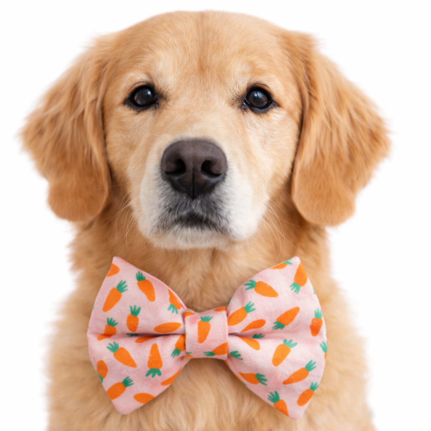 CARROTS (PEACHY) - DAPPER DEXTER DOG BOW TIE