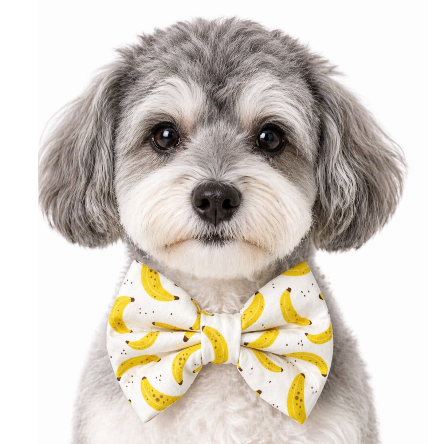 BANANAS - DAPPER DEXTER DOG BOW TIE