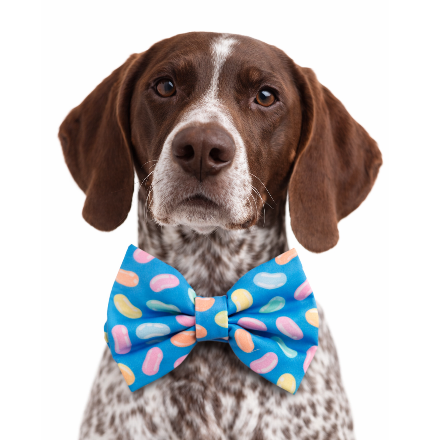 JELLYBEAN - DAPPER DEXTER DOG BOW TIE