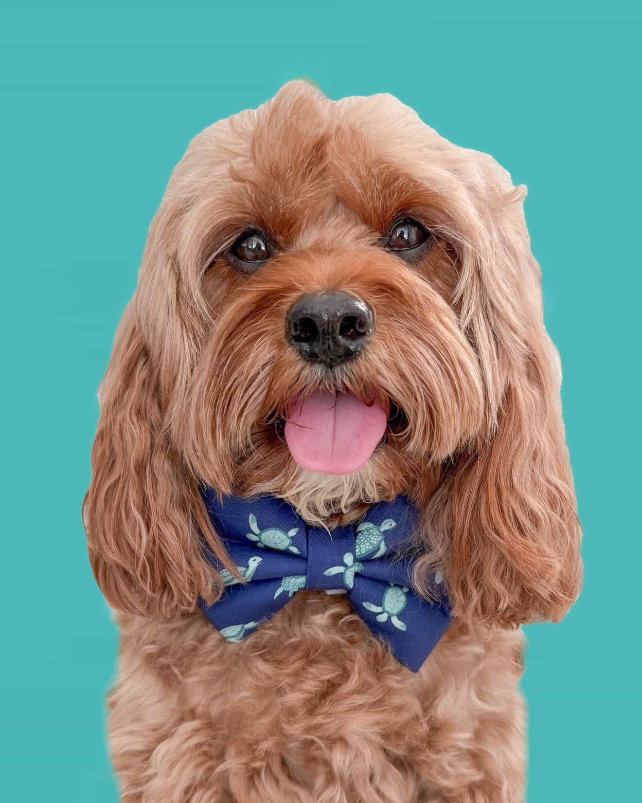 TURTLES - DAPPER DEXTER DOG BOW TIE
