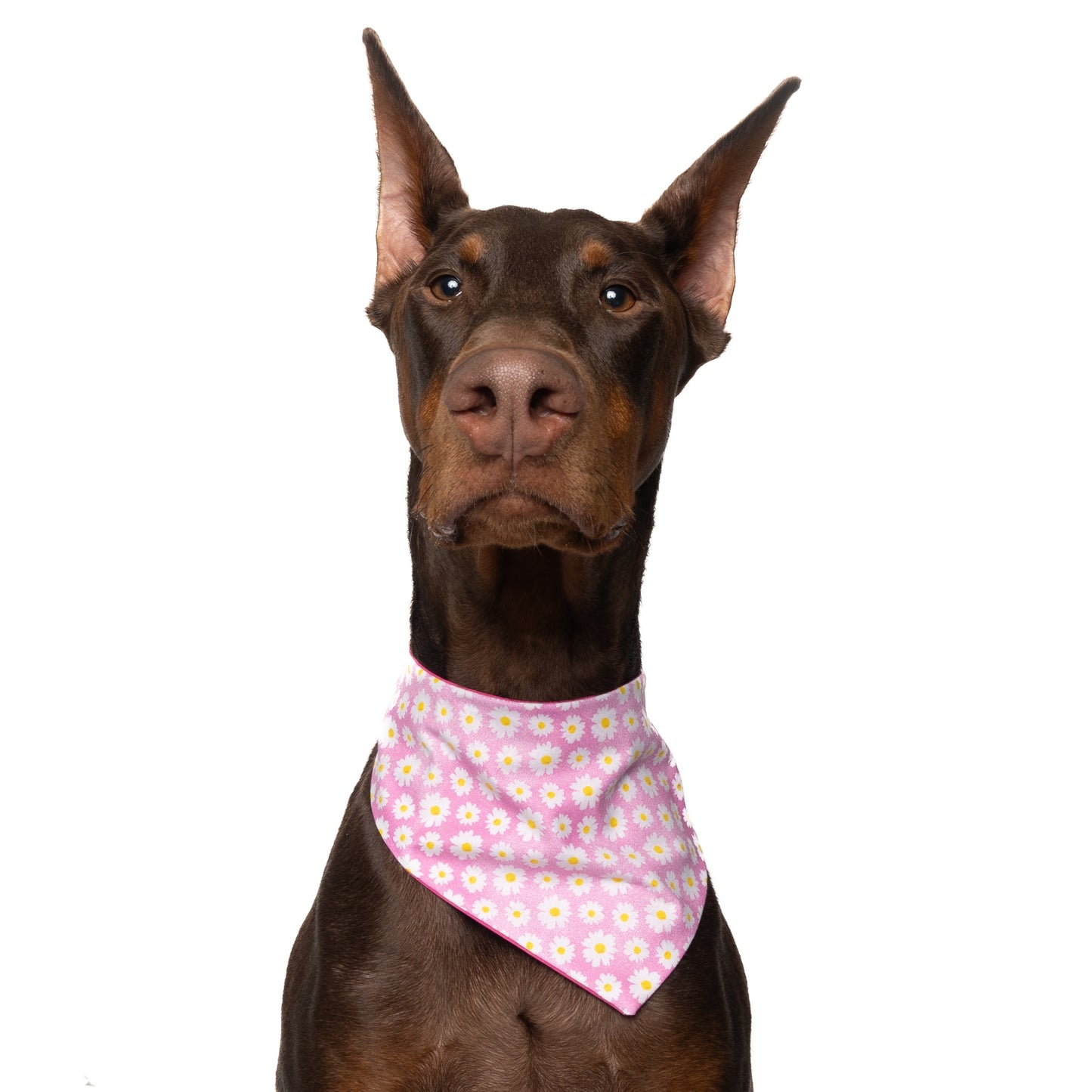 DAISY (PINK) - CLASSIC DOG BANDANA