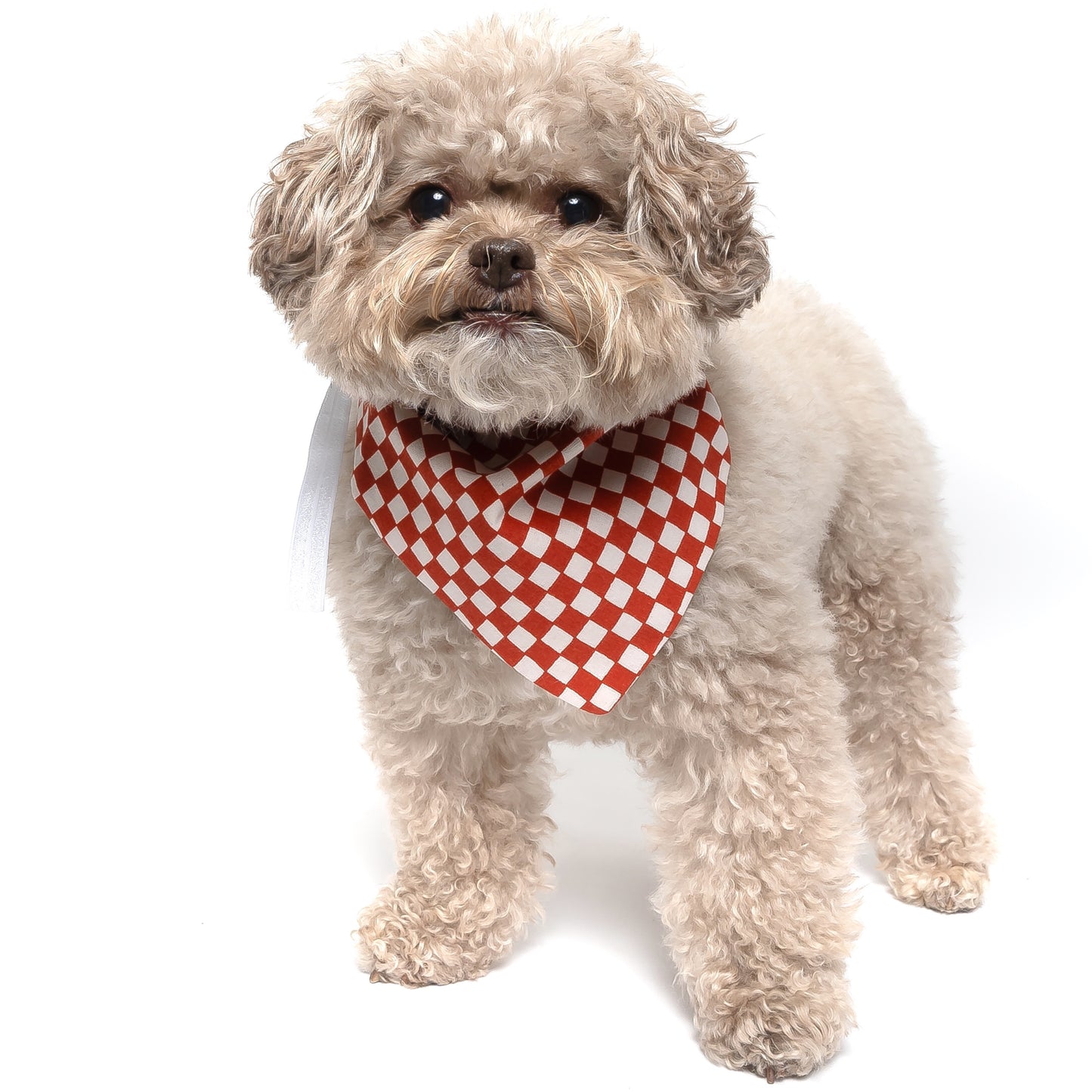 RUST & IVORY CHECKERED - CLASSIC DOG BANDANA