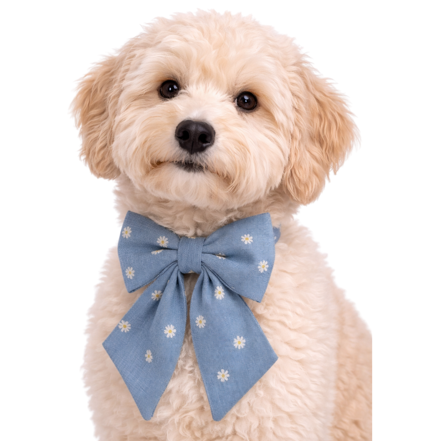 DAISY - SAILOR BOW