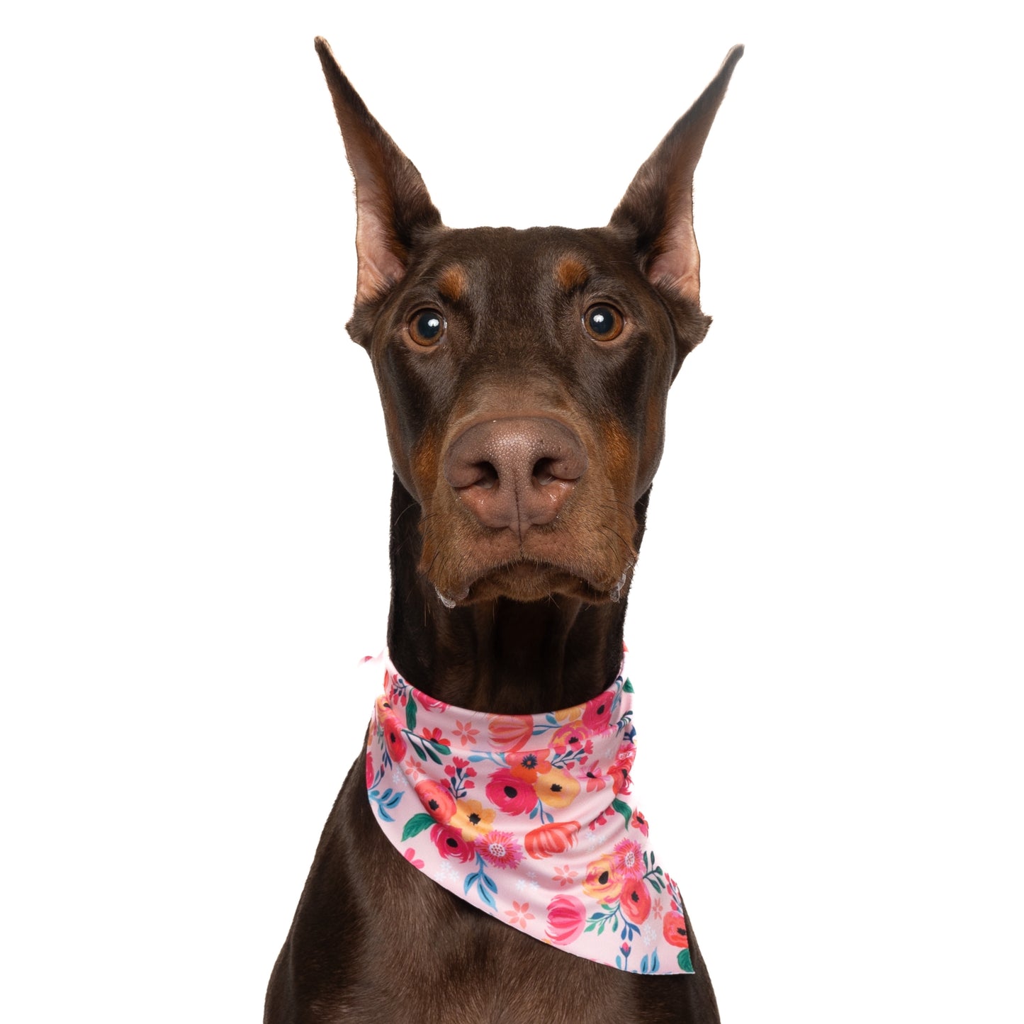 PINK GARDEN FLORAL - TRIANGLE DOG BANDANA BY DAPPER DEXTER