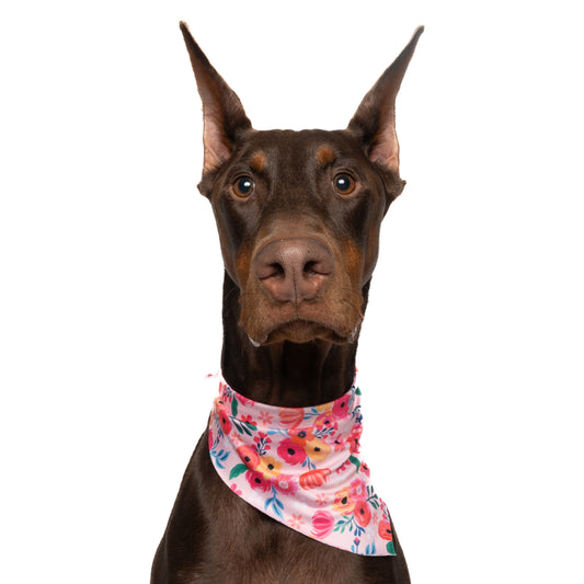 PINK GARDEN FLORAL - TRIANGLE DOG BANDANA BY DAPPER DEXTER