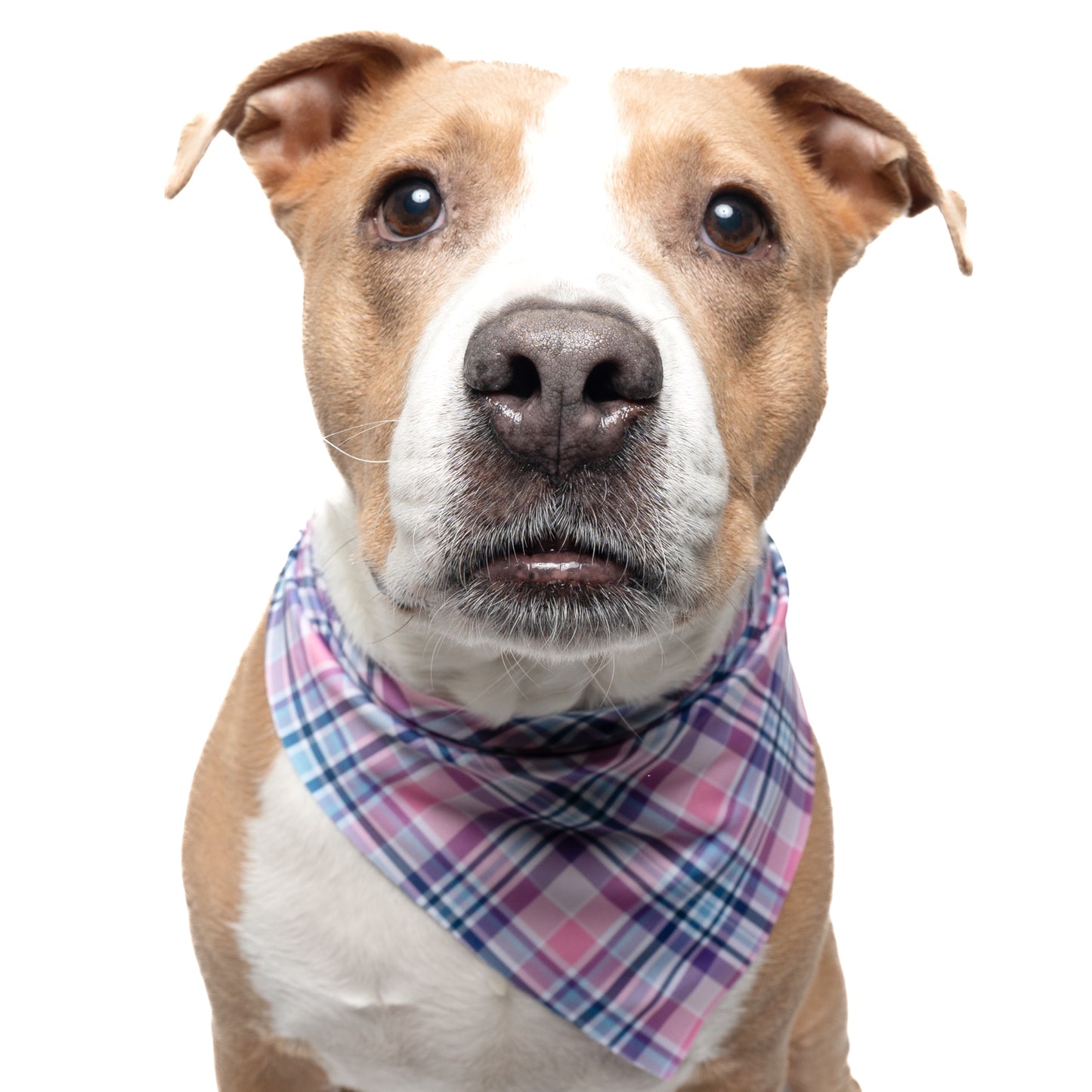 PINK & PURPLE PLAID - TRIANGLE DOG BANDANA BY DAPPER DEXTER