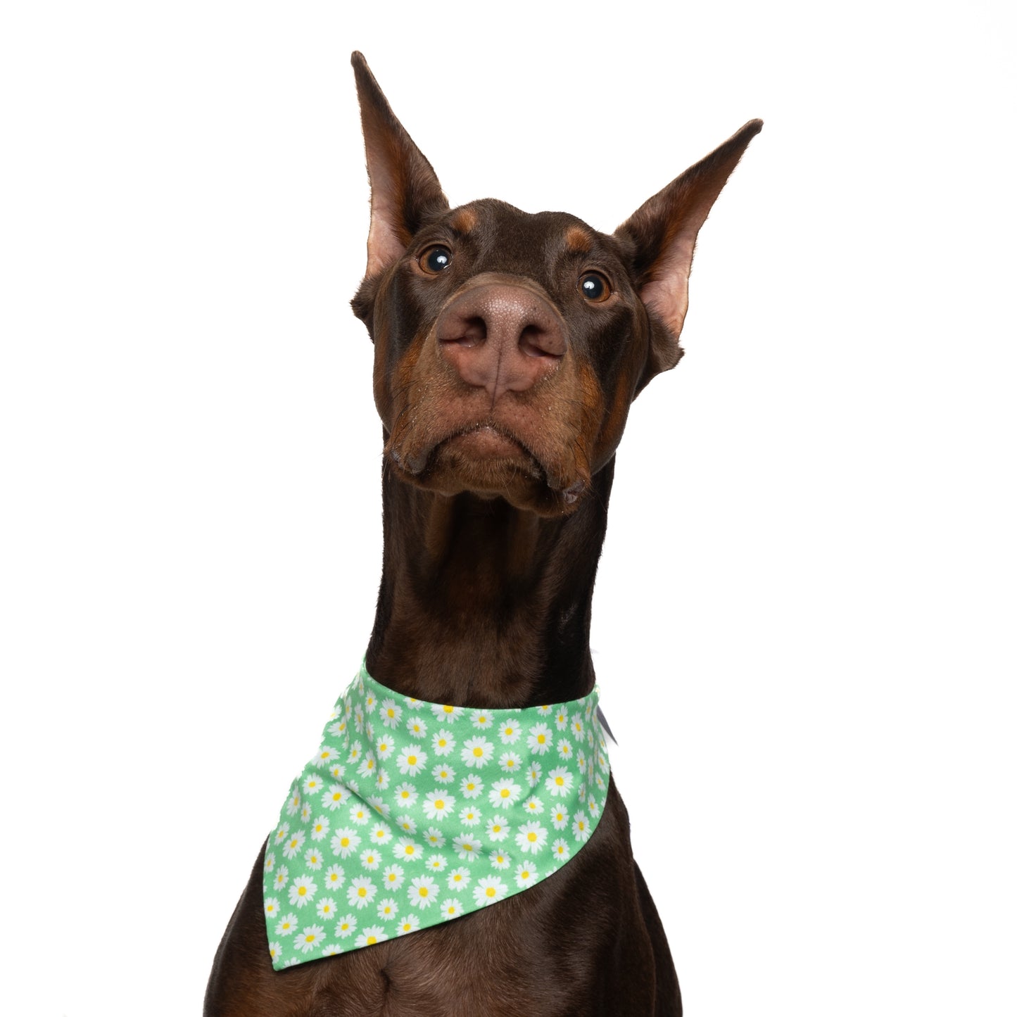 DAISY (GREEN) - CLASSIC DOG BANDANA