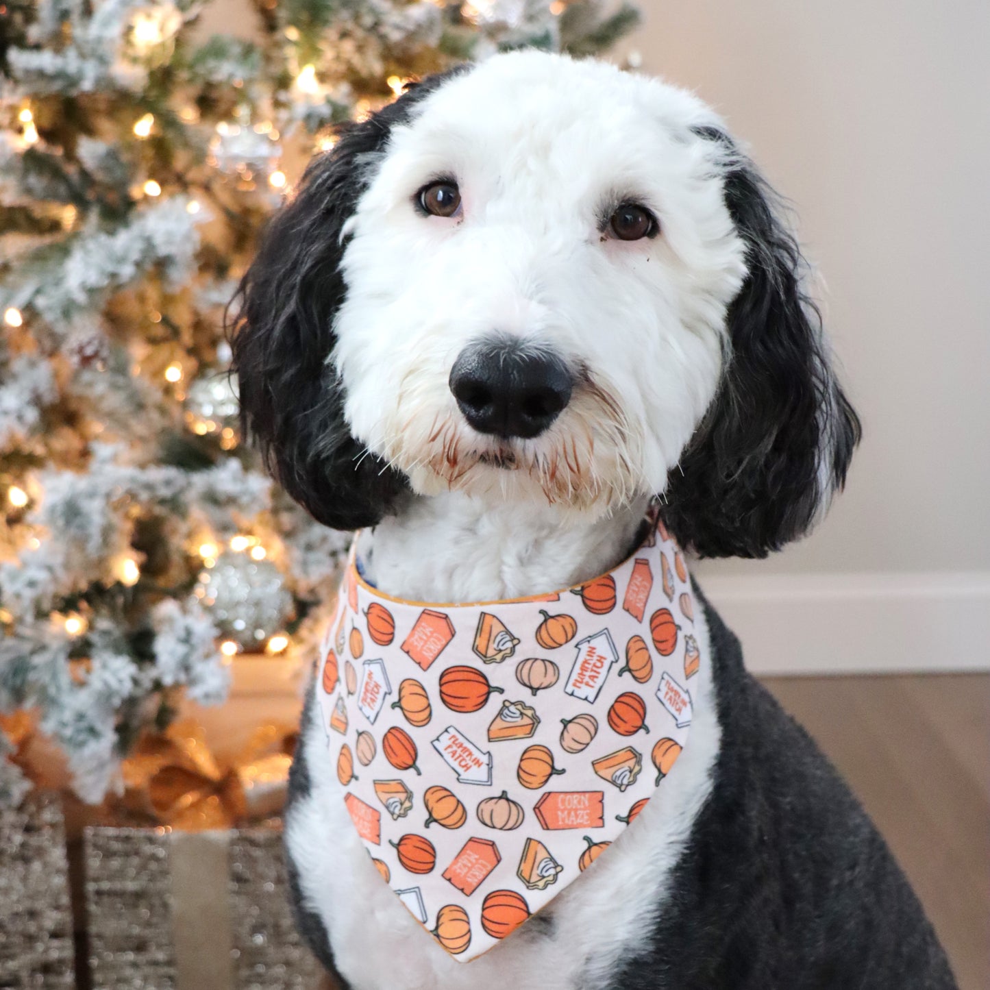 PUMPKIN PATCH - CLASSIC DOG BANDANA