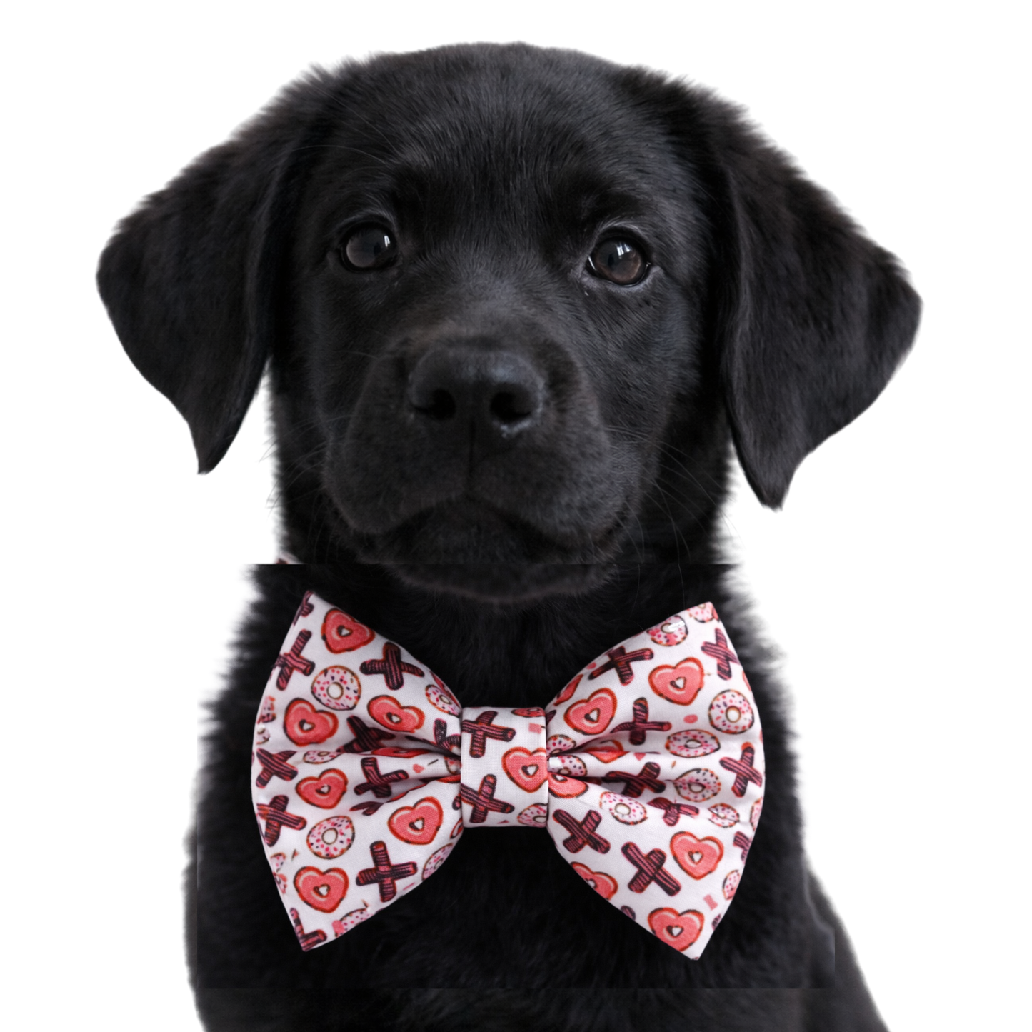 XOX DONUTS - DAPPER DEXTER DOG BOW TIE