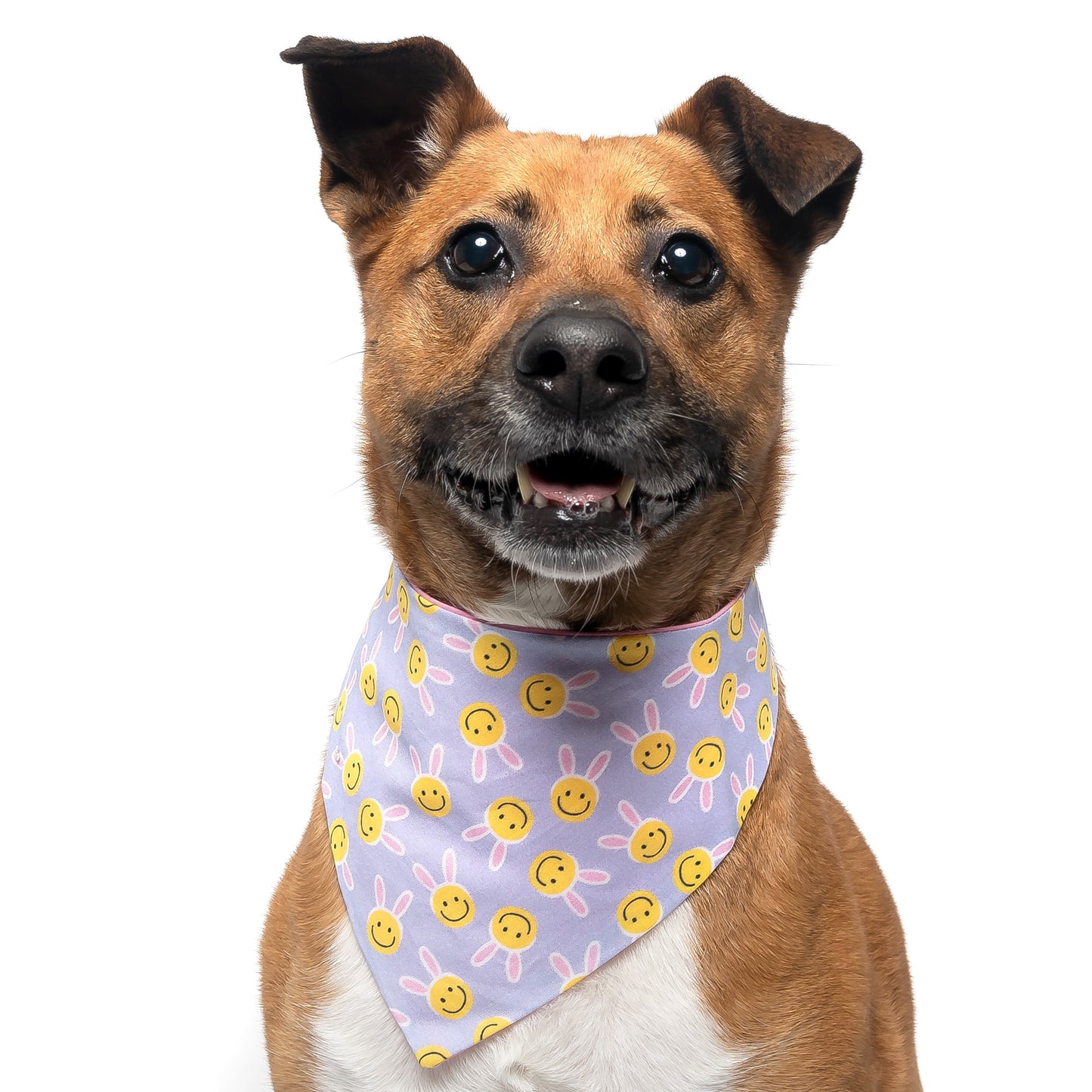 LAVENDER EASTER SMILES - CLASSIC DOG BANDANA