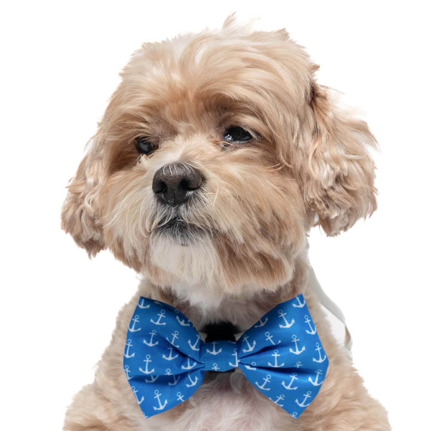 ANCHORS - BOW TIE