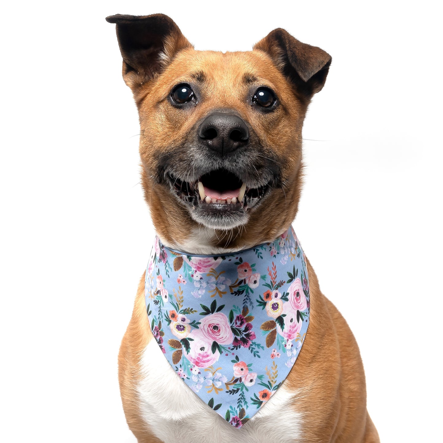 PERIWINKLE FLORAL - CLASSIC DOG BANDANA