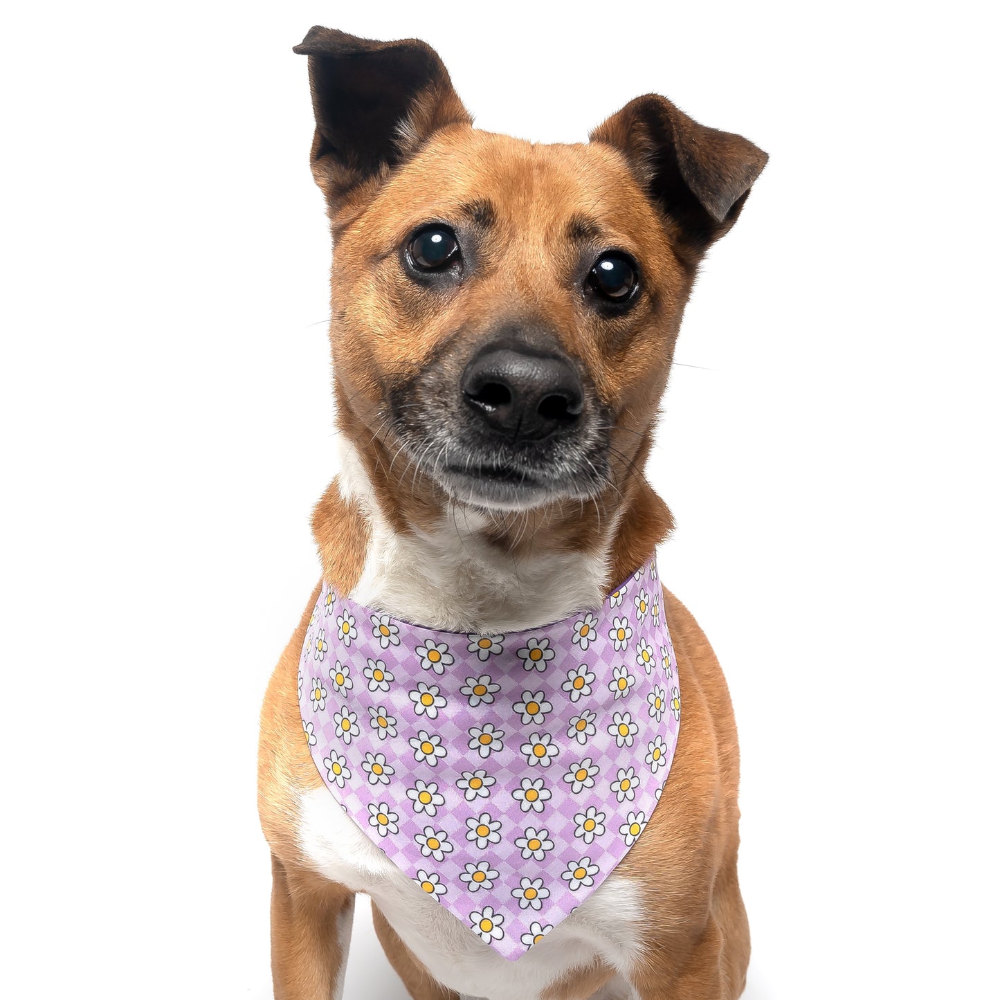 LAVENDER DAISY - CLASSIC DOG BANDANA