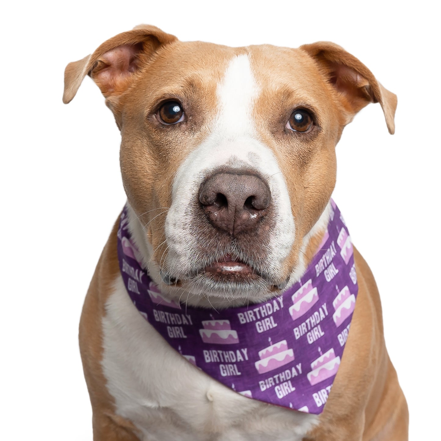 BIRTHDAY GIRL - CLASSIC DOG BANDANA