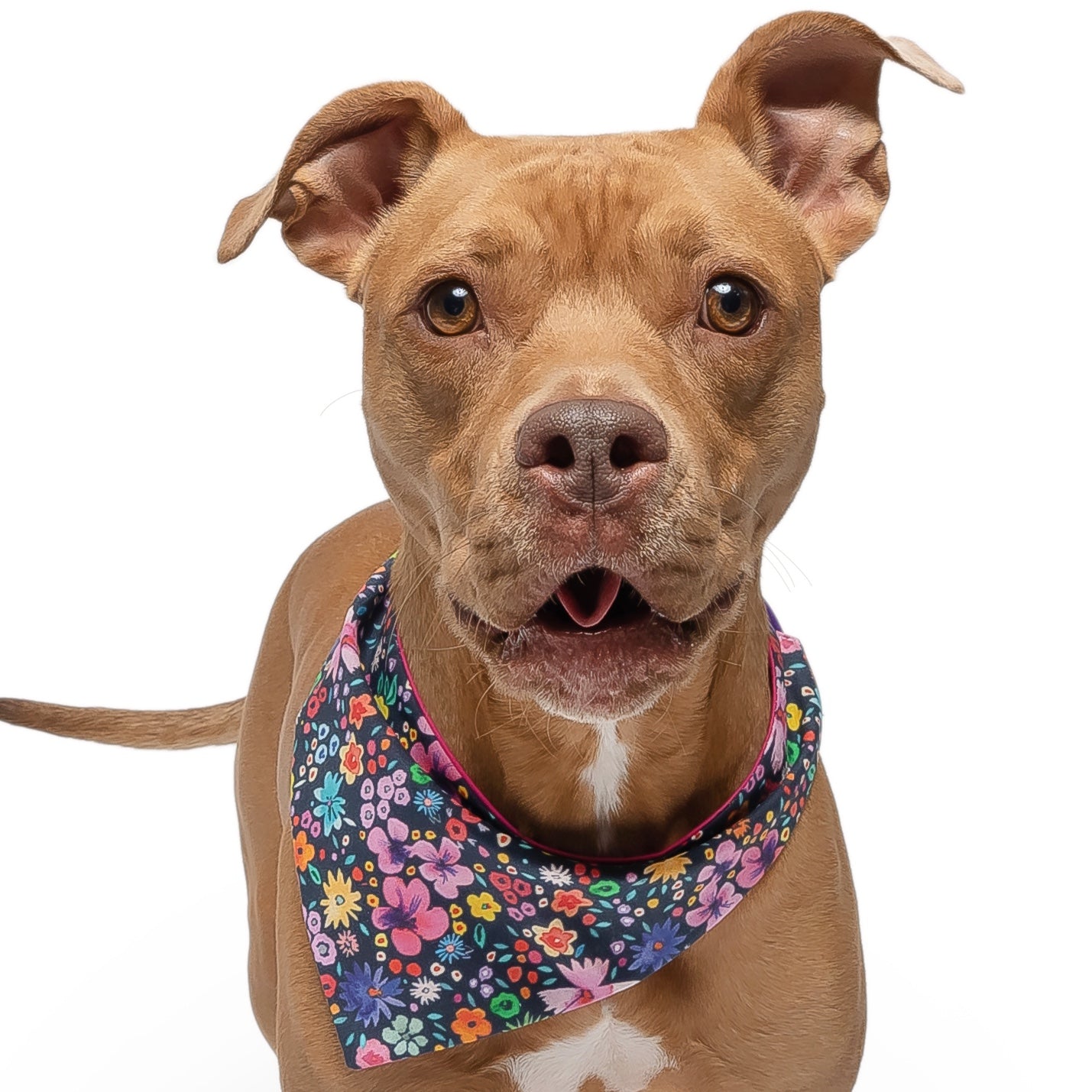 MIDNIGHT FLORAL - CLASSIC DOG BANDANA