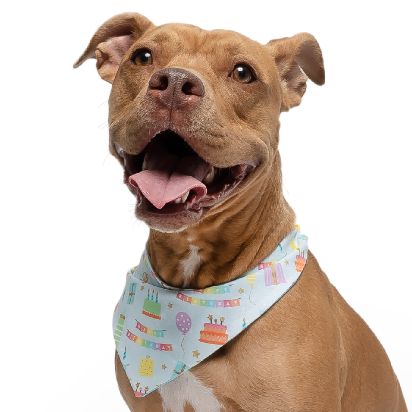 HAPPY BIRTHDAY - CLASSIC DOG BANDANA
