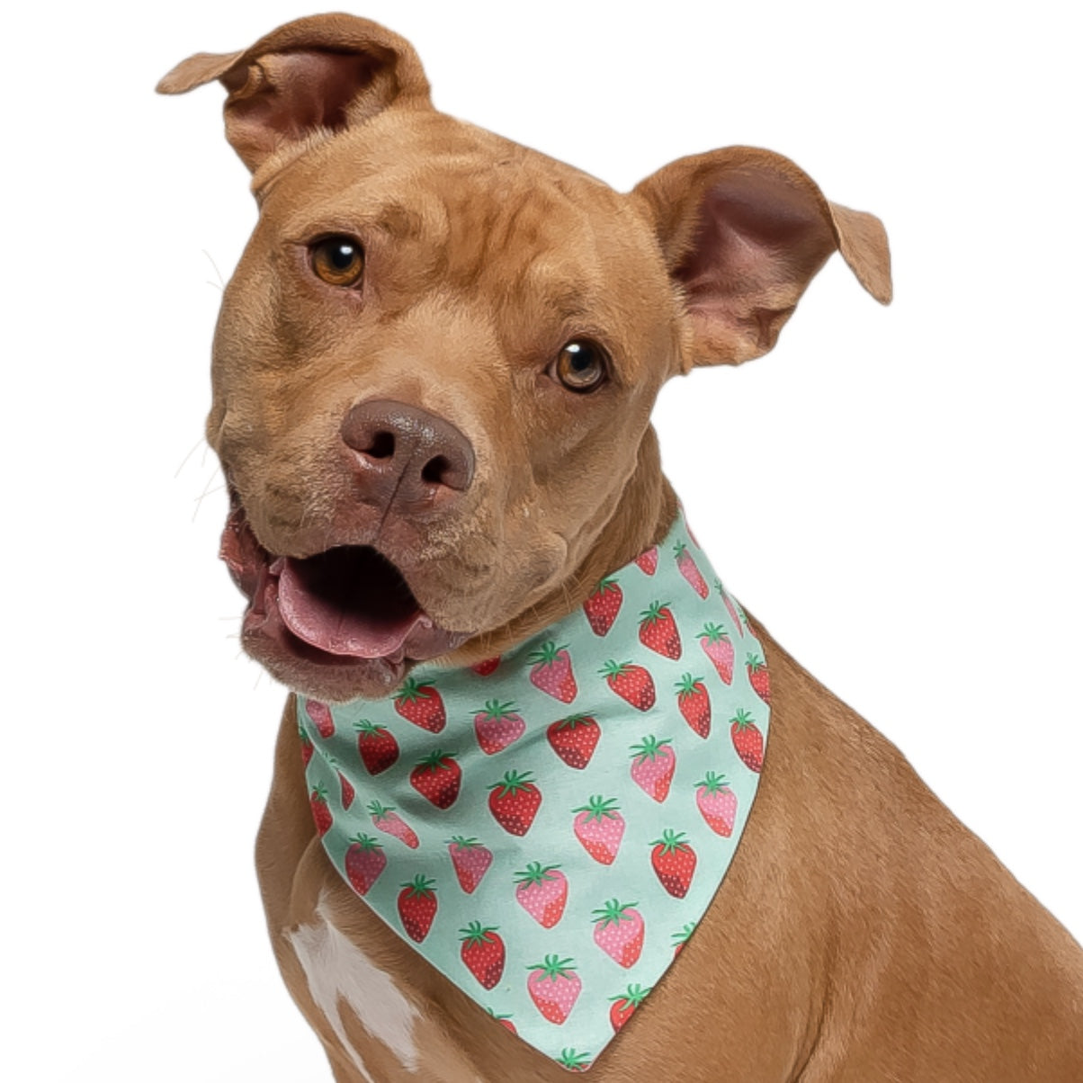 STRAWBERRIES - CLASSIC DOG BANDANA