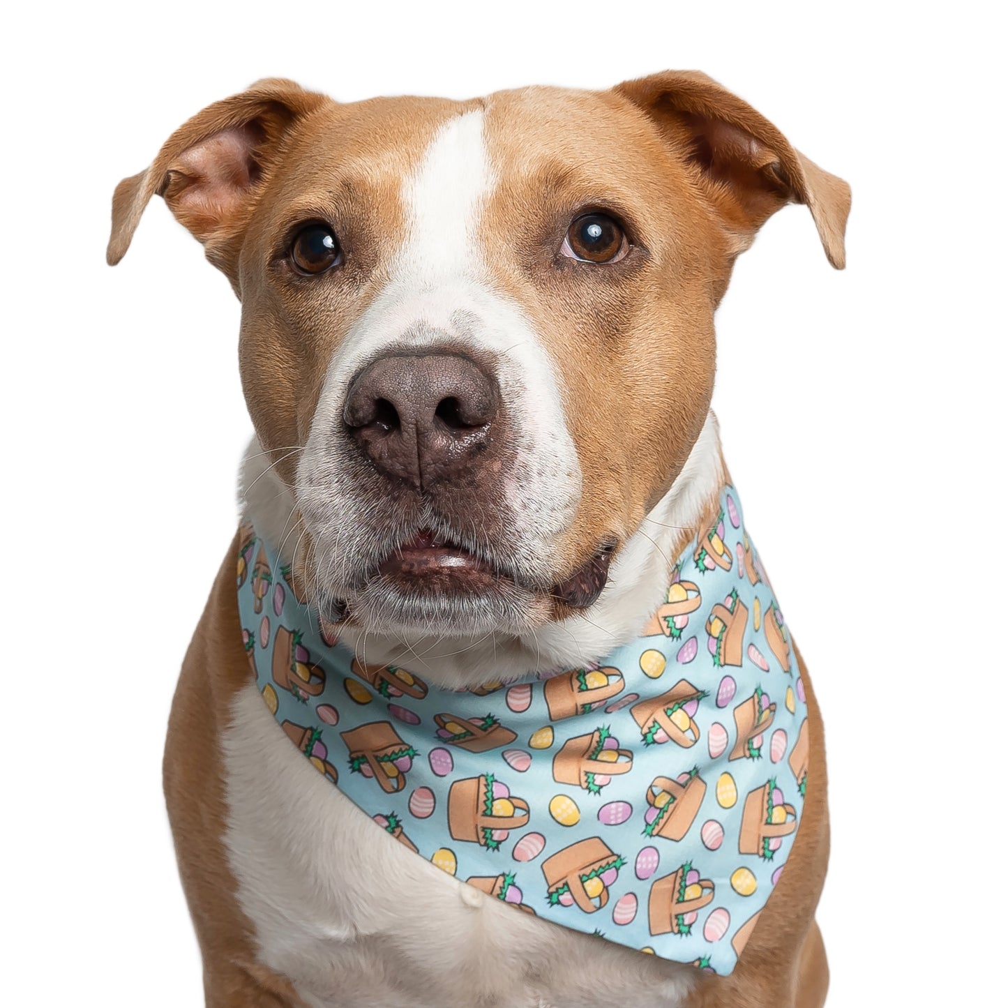 EASTER BASKET - CLASSIC DOG BANDANA