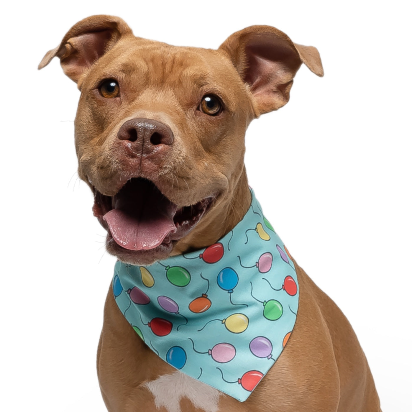 BIRTHDAY BALLOONS - CLASSIC DOG BANDANA