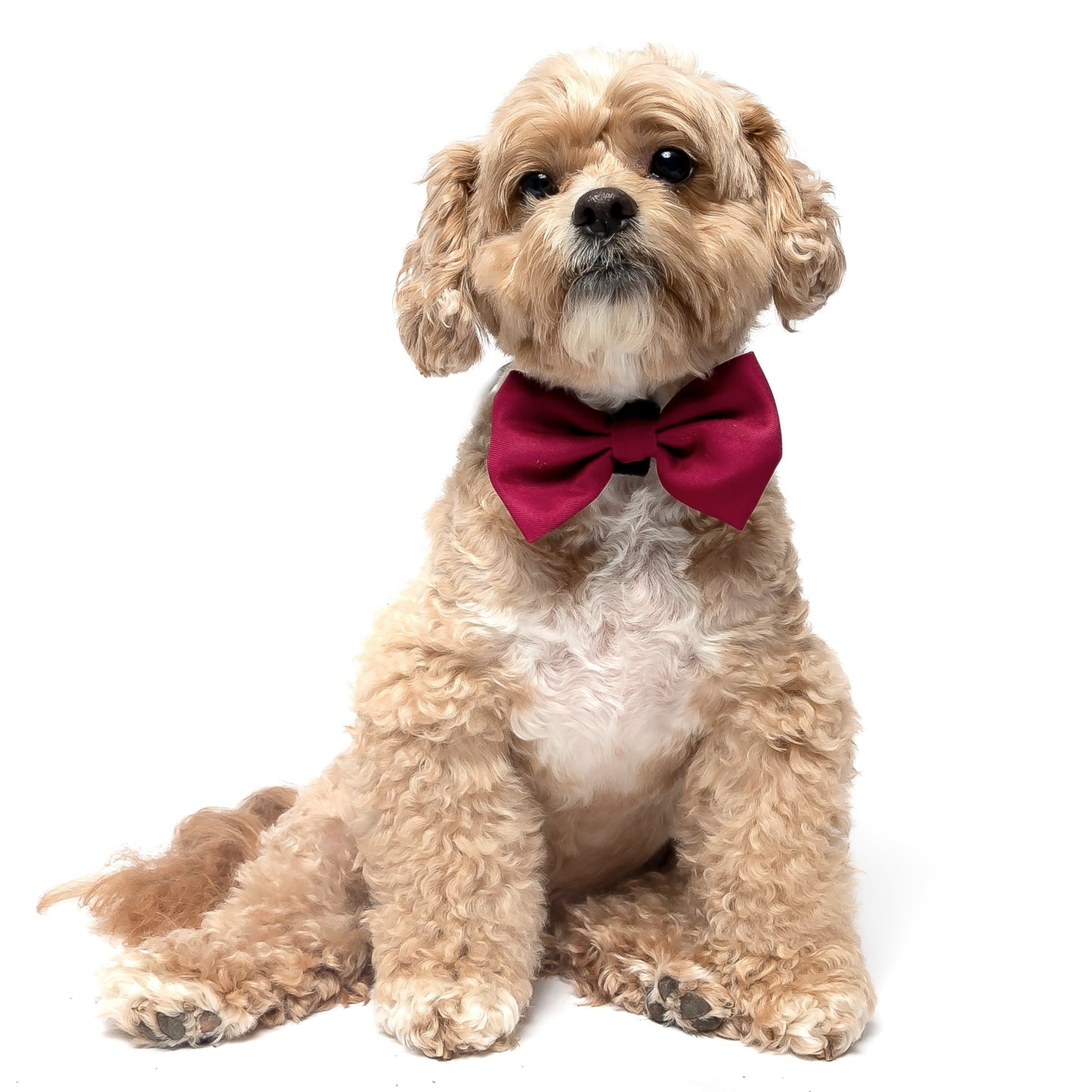 CRANBERRY - BOW TIE