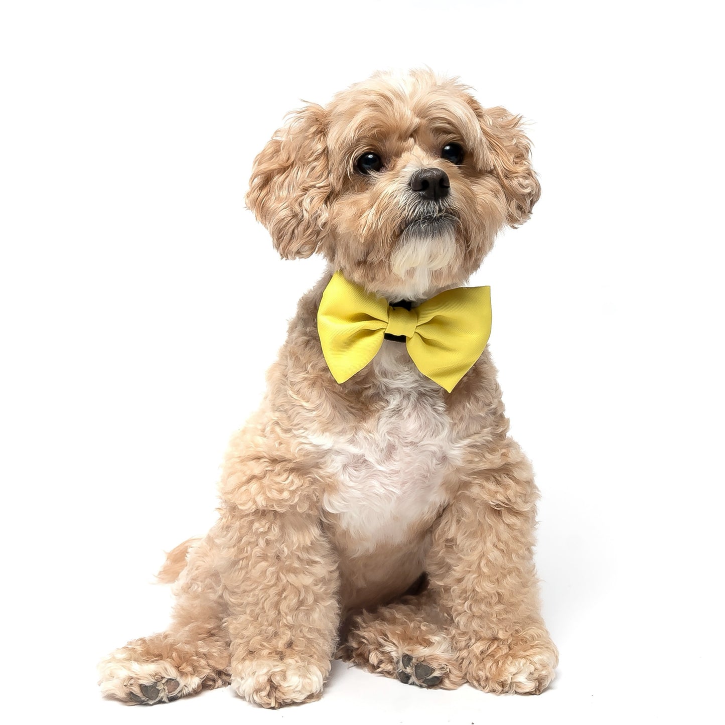 YELLOW -  BOW TIE