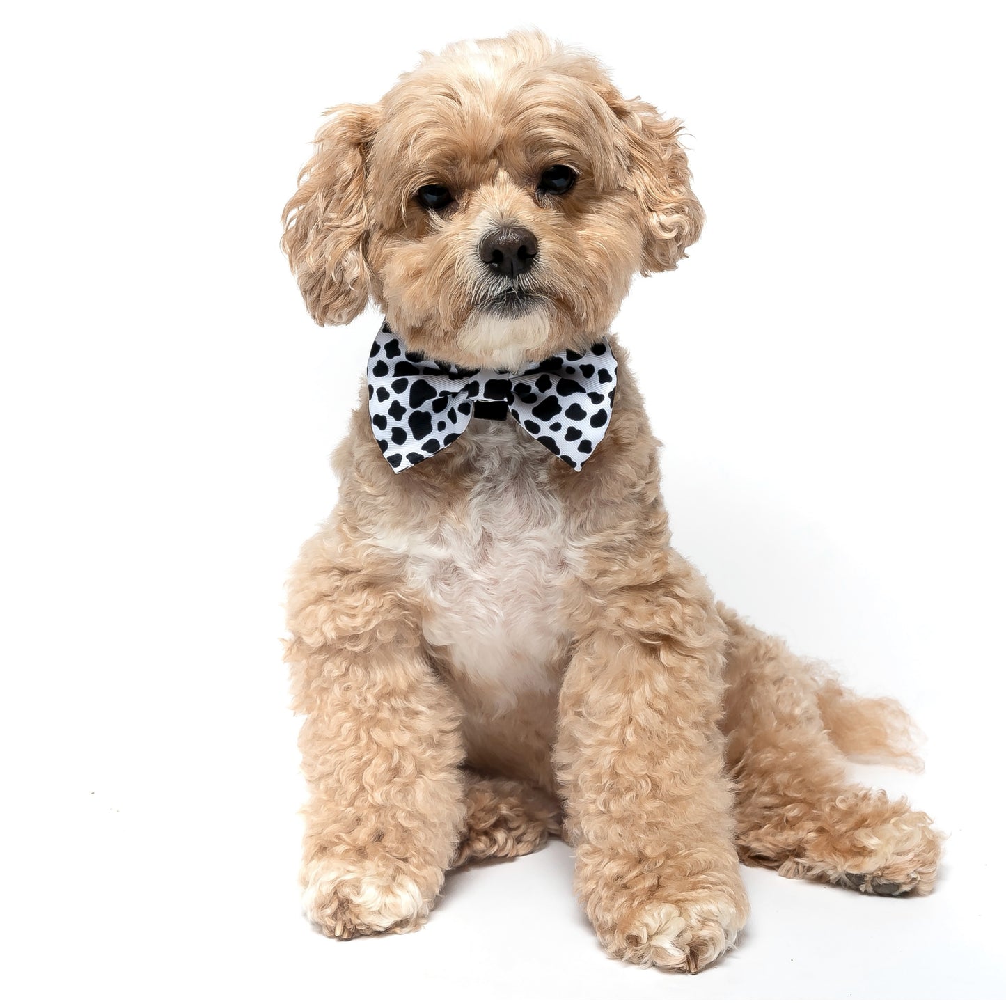 MOO - BOW TIE