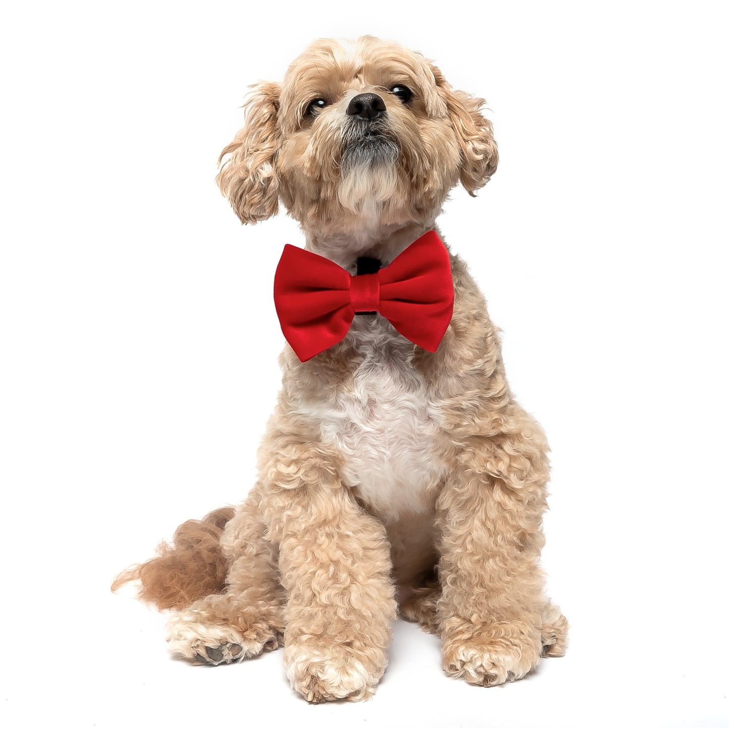 RED VELVET - BOW TIE