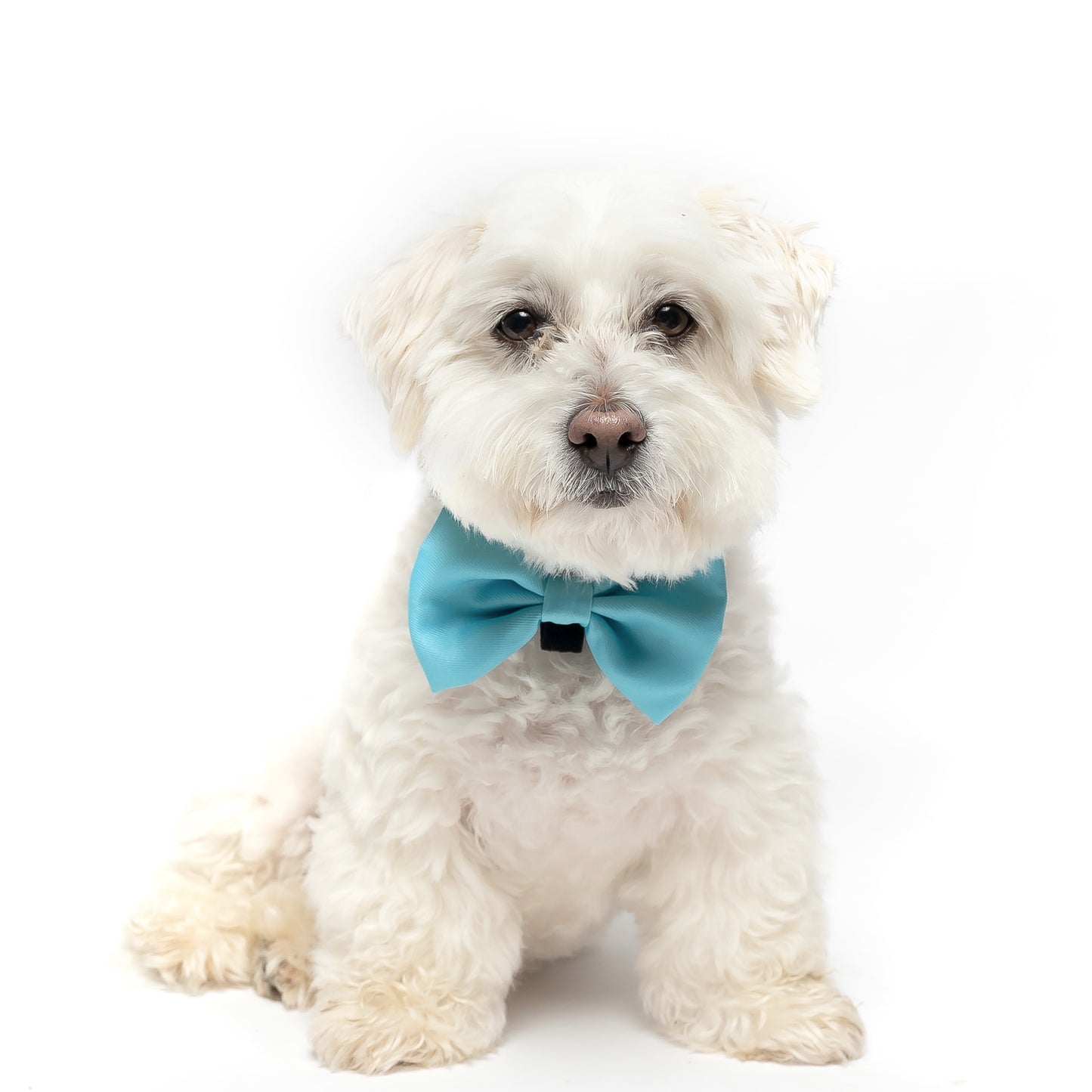TEAL - BOW TIE
