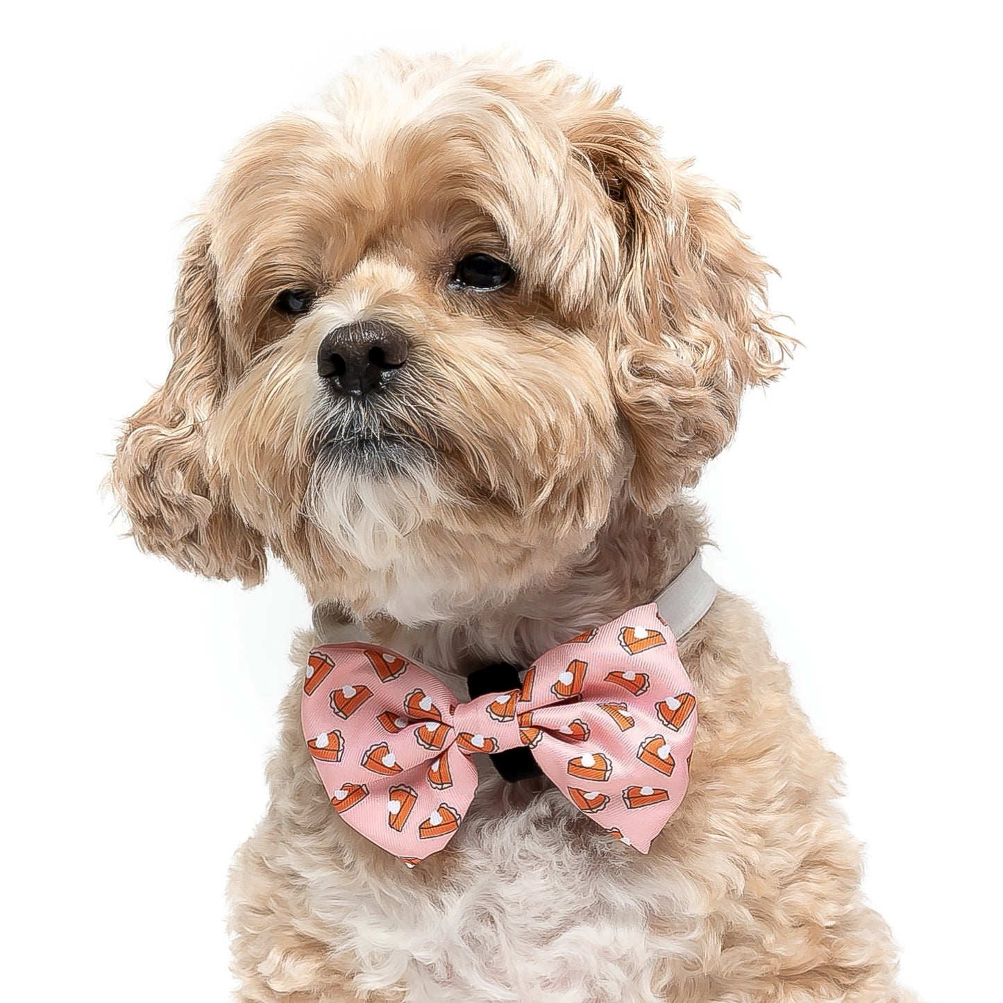 PUMPKIN PIE - BOW TIE