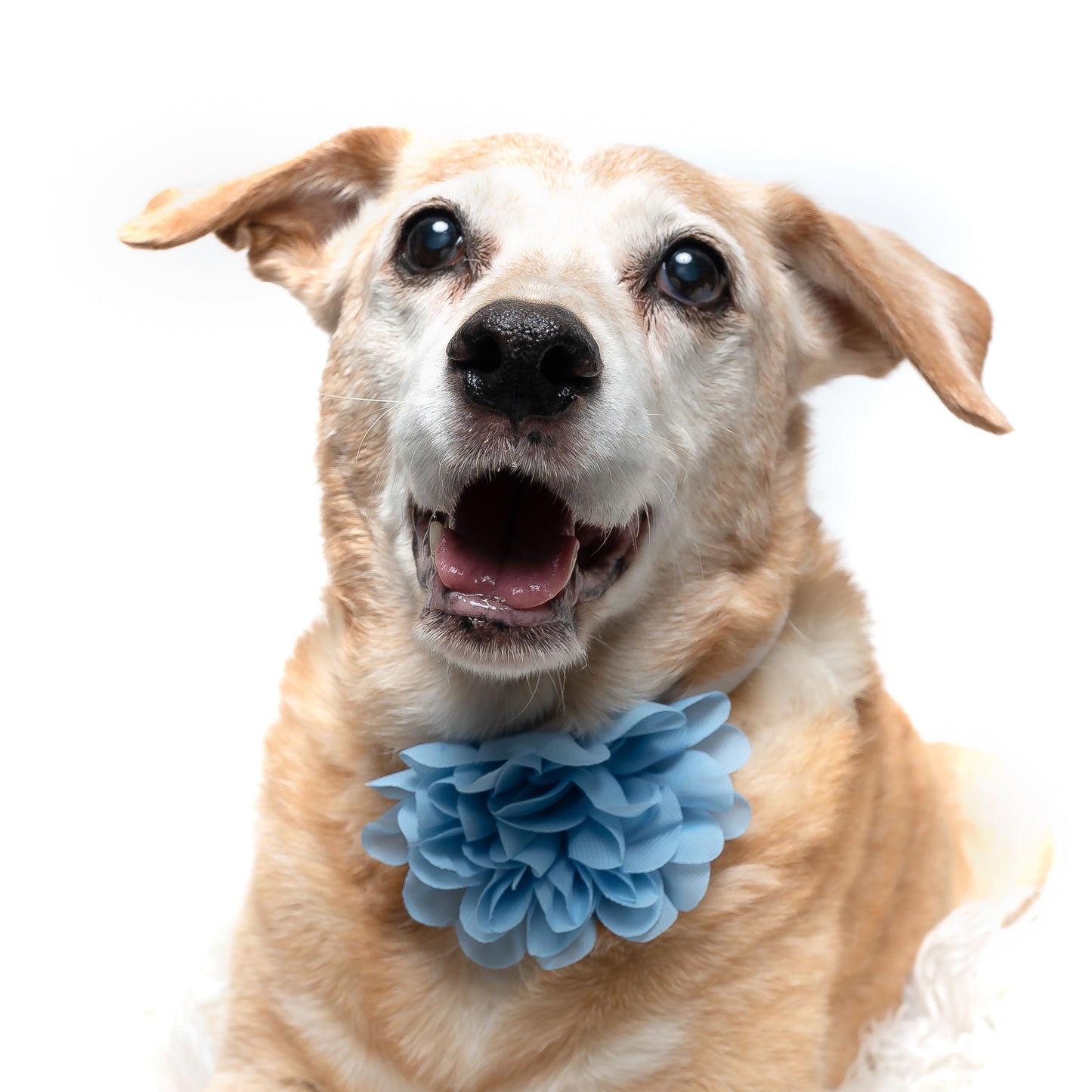 LIGHT BLUE - COLLAR FLOWER