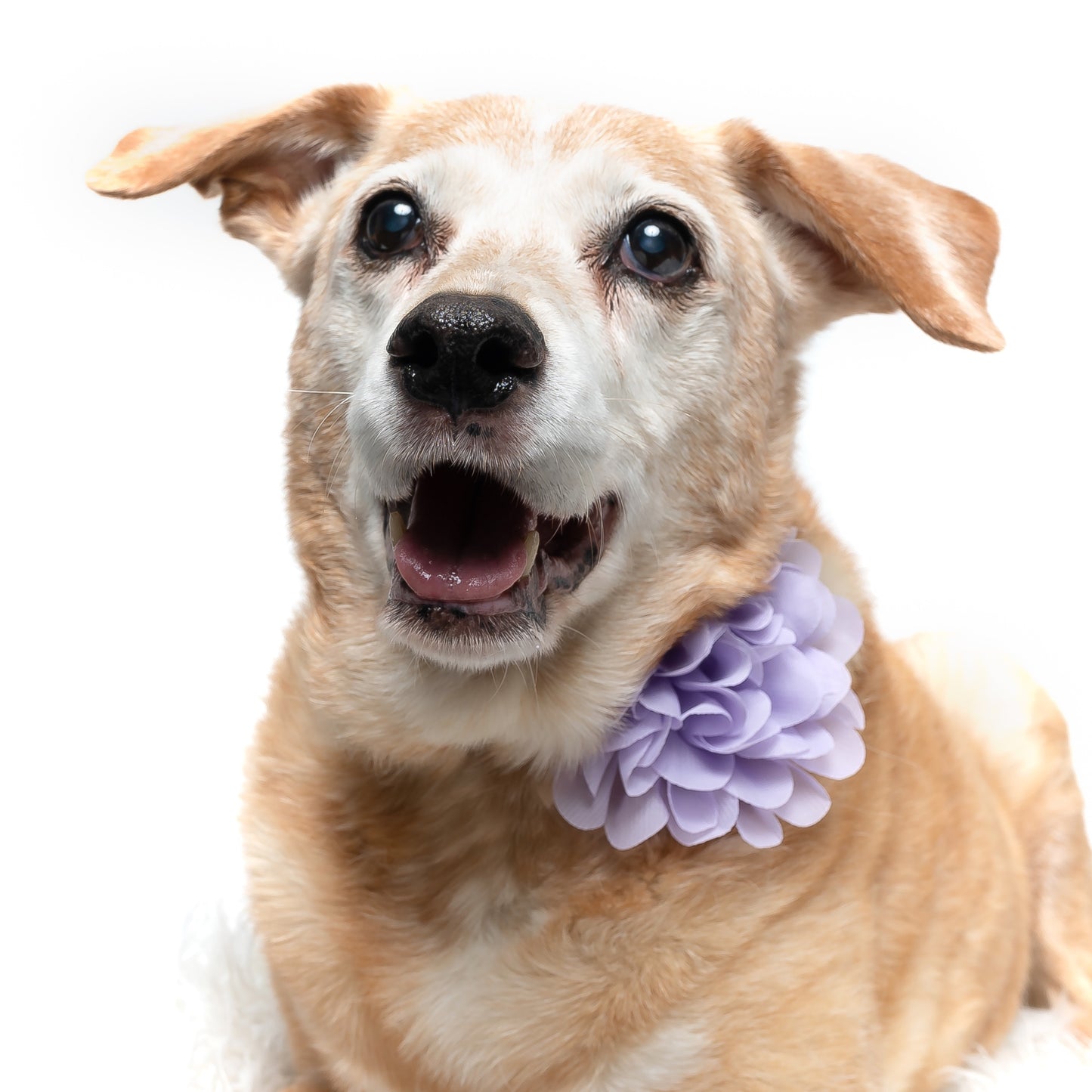 LAVENDER - COLLAR FLOWER