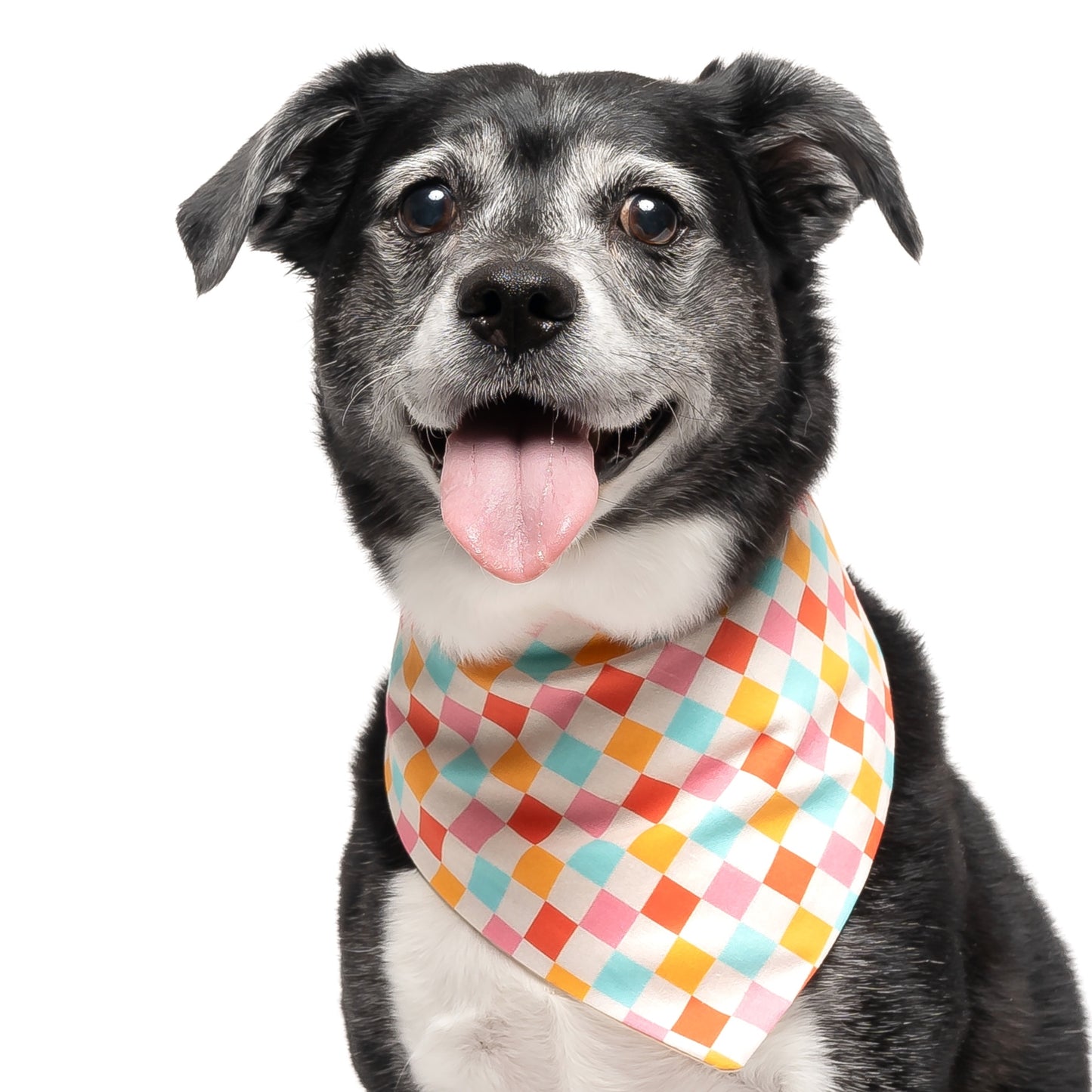 CHECKERED - CLASSIC DOG BANDANA