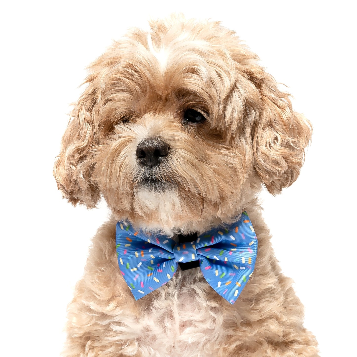 BLUE SPRINKLES- BOW TIE