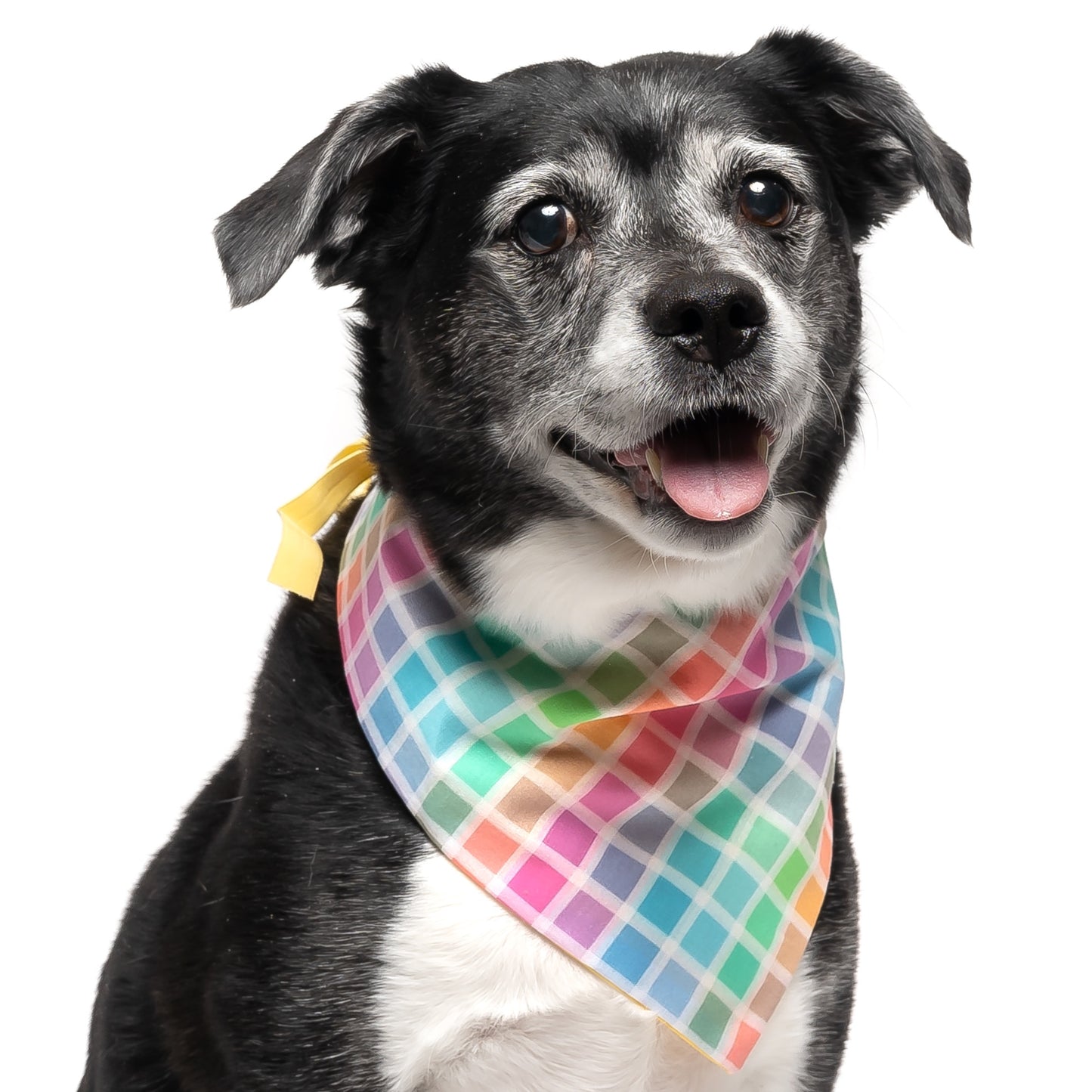 RAINBOW WINDOWPANE PLAID - CLASSIC DOG BANDANA