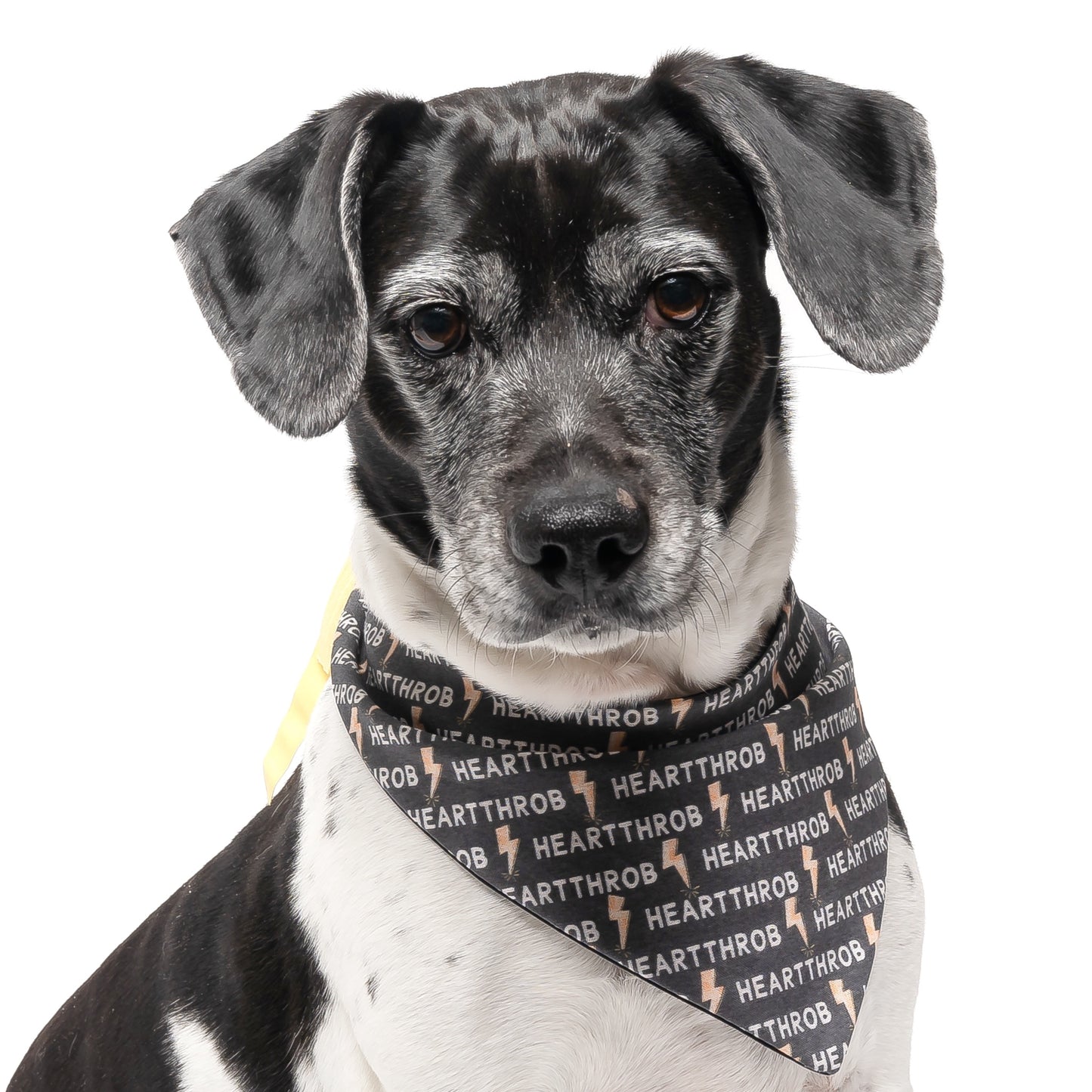 HEARTTHROB - CLASSIC DOG BANDANA