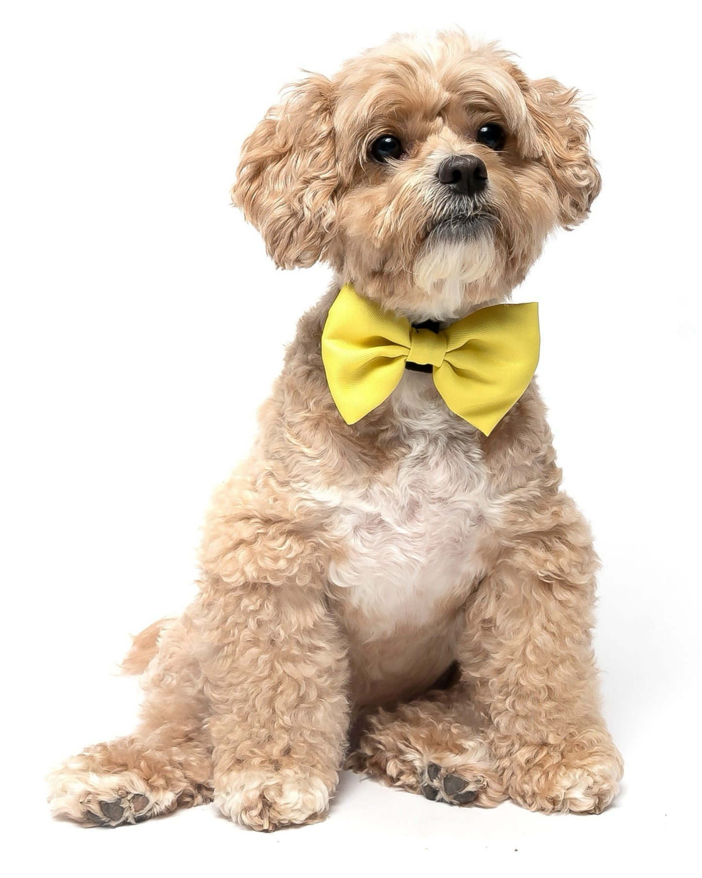 YELLOW -  BOW TIE