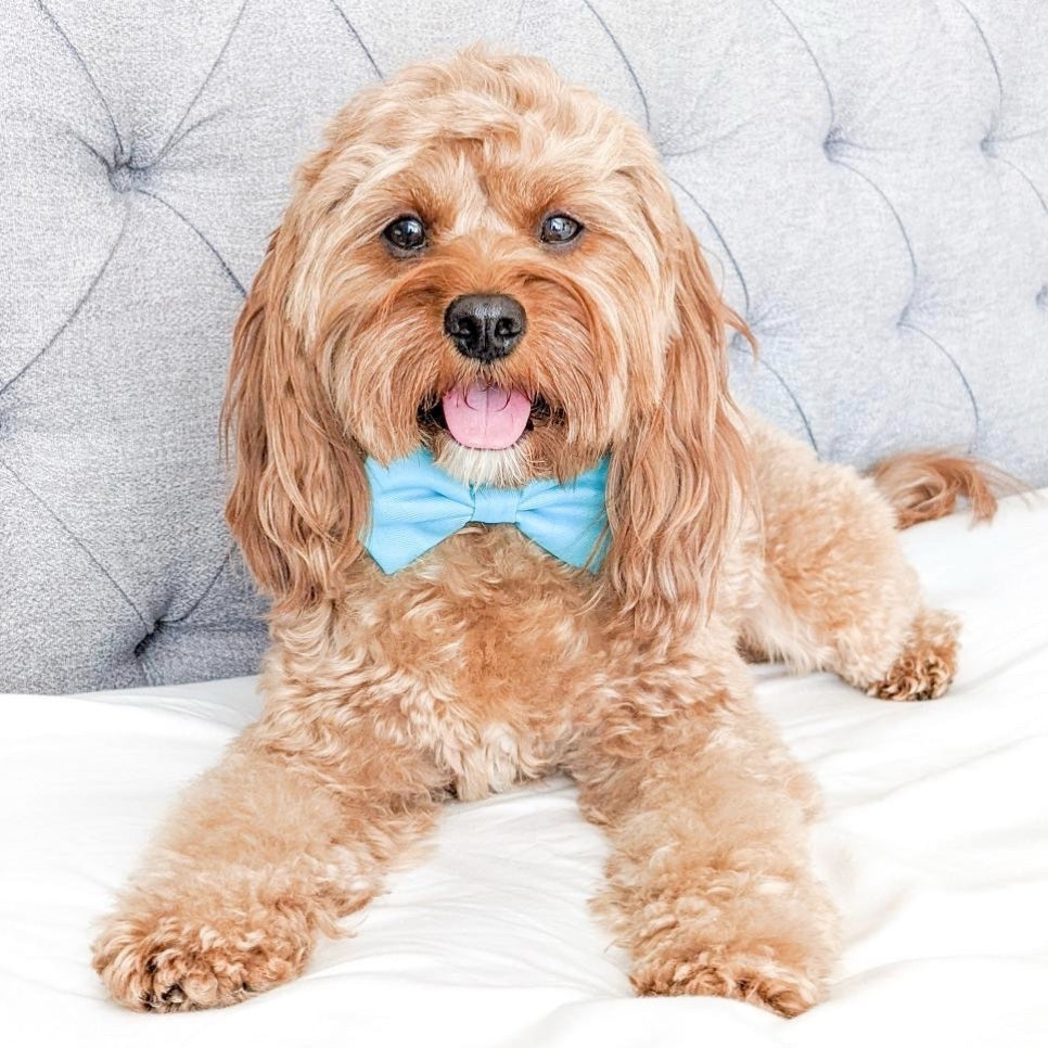 TEAL - BOW TIE