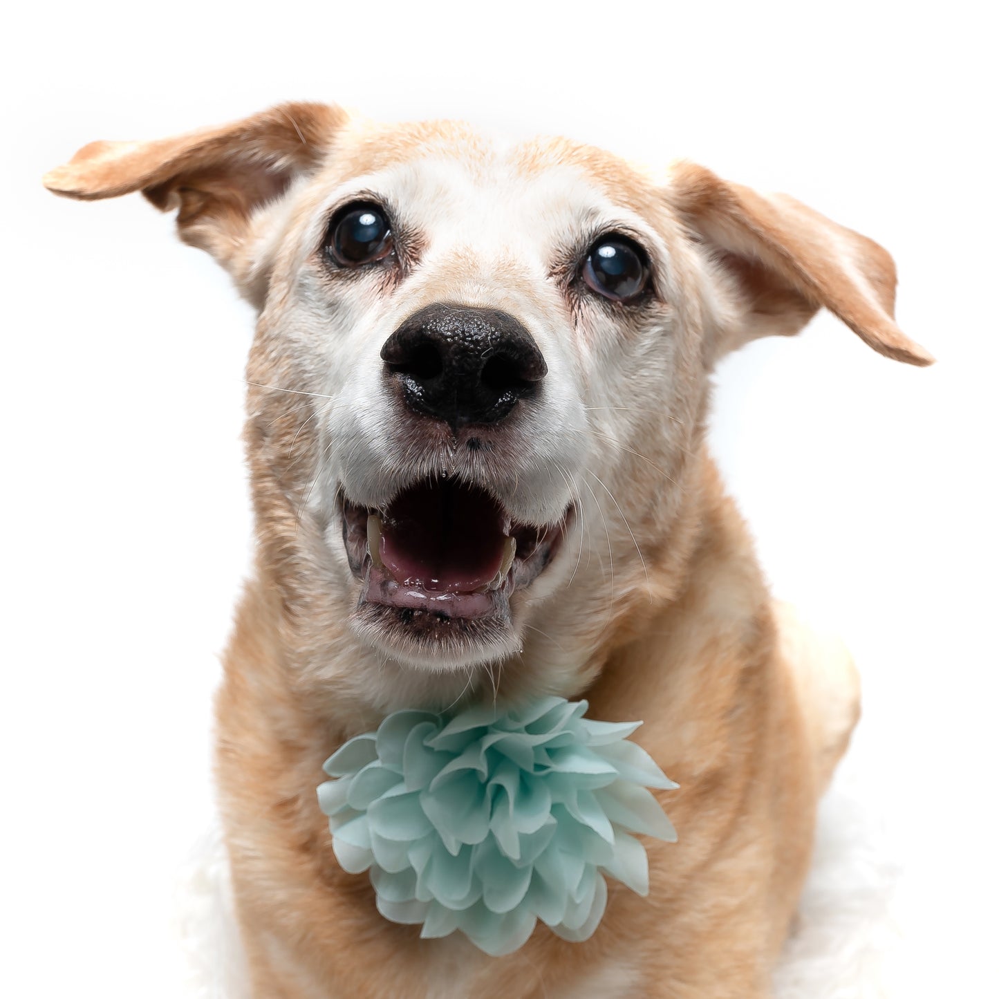 MINT - COLLAR FLOWER