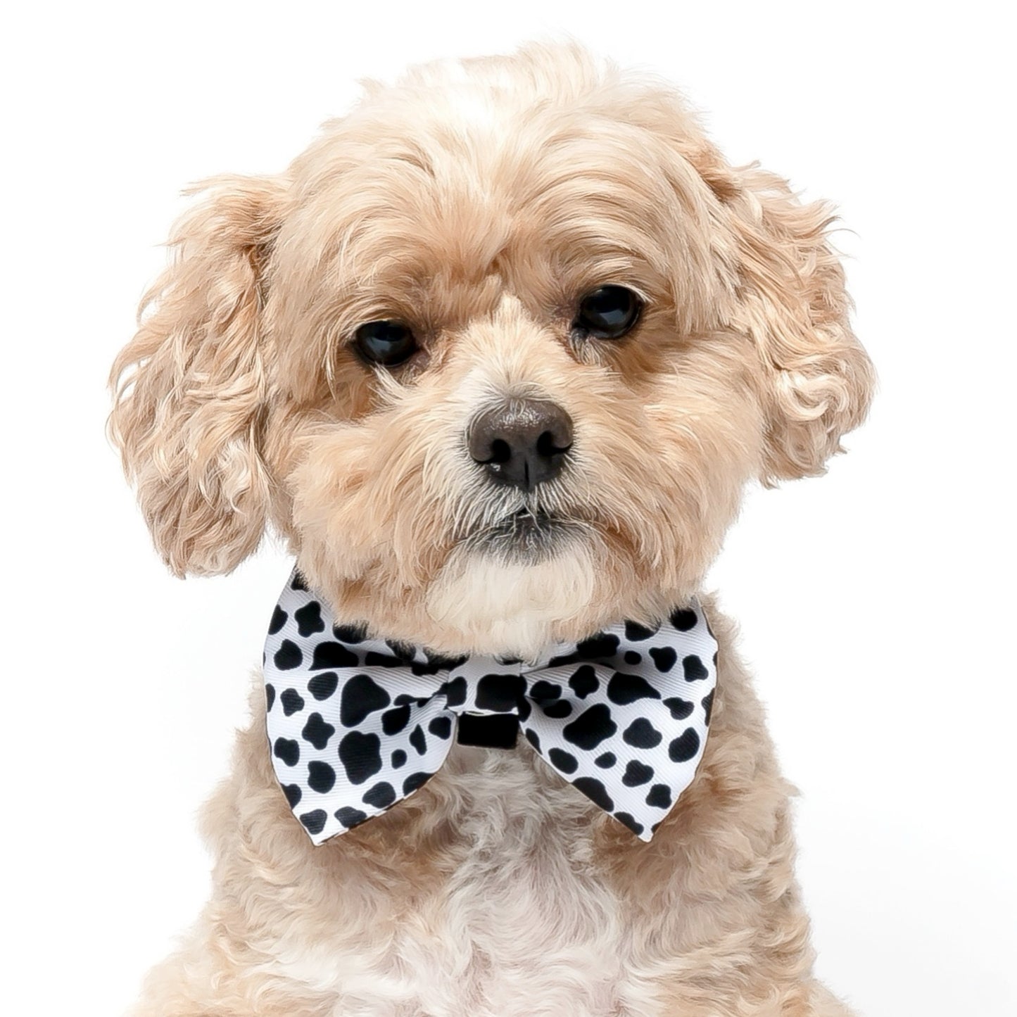 MOO - BOW TIE