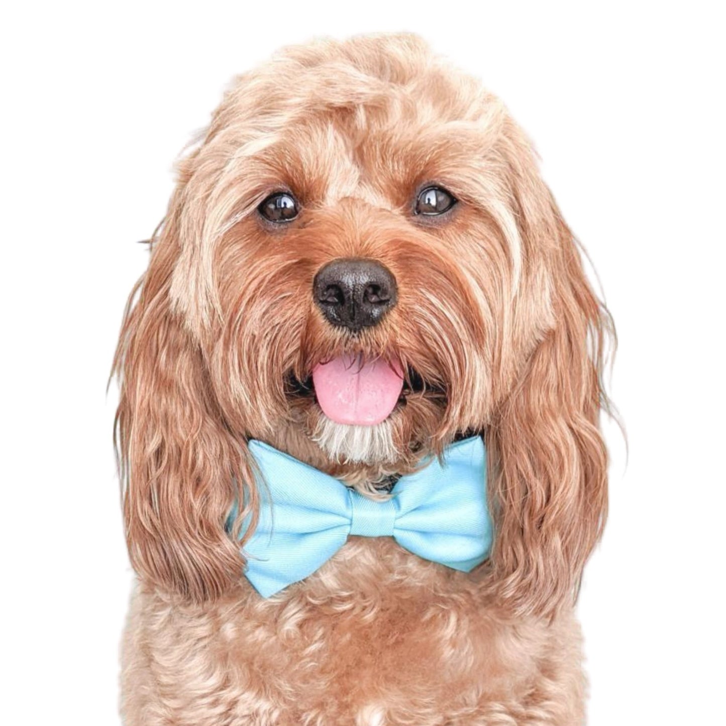 TEAL - BOW TIE