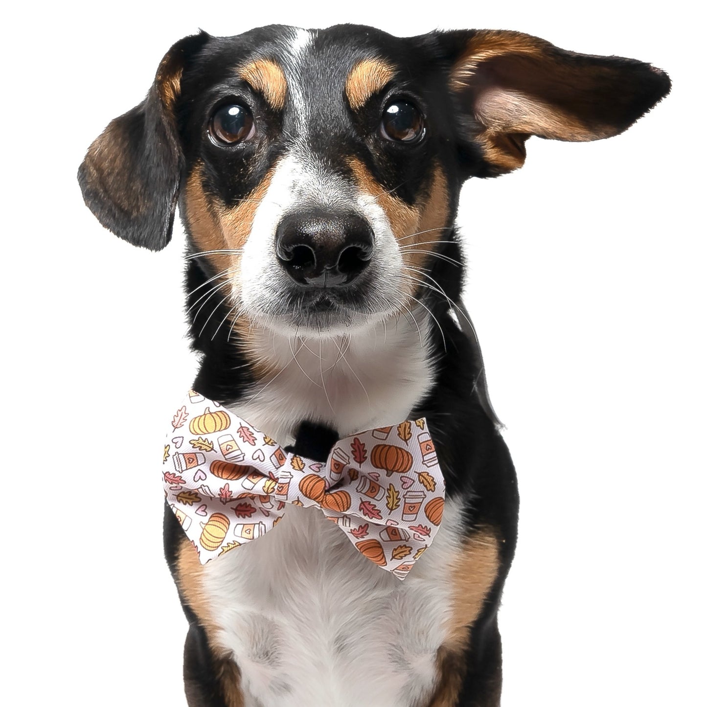 FALL VIBES - BOW TIE