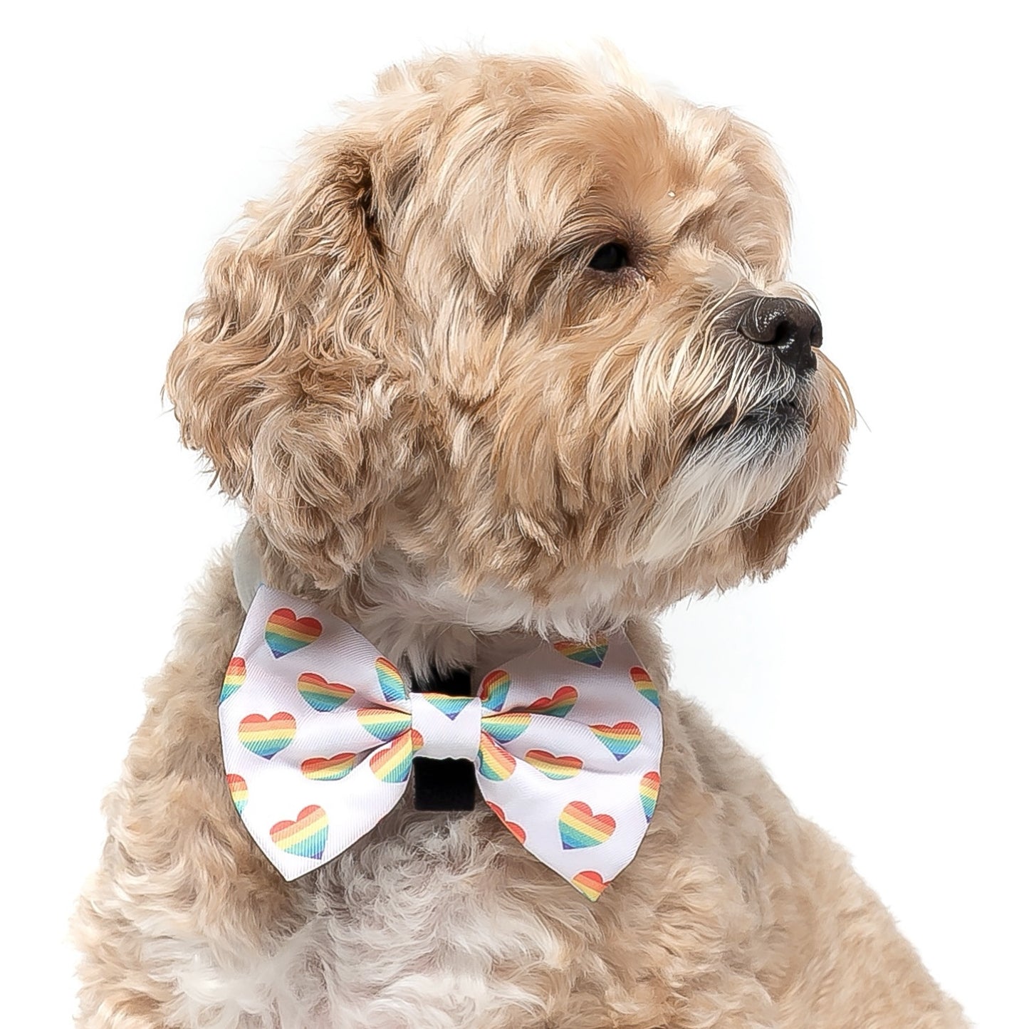 LOVE IS LOVE - BOW TIE
